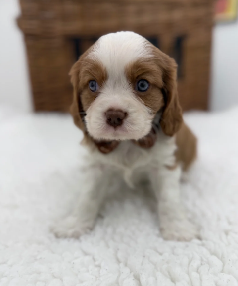 Health Tested Cavaliers charles  pups image 7
