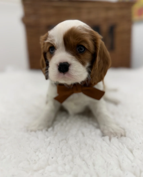 Health Tested Cavaliers charles  pups image 8