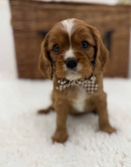 Health Tested Cavaliers charles  pups image 9