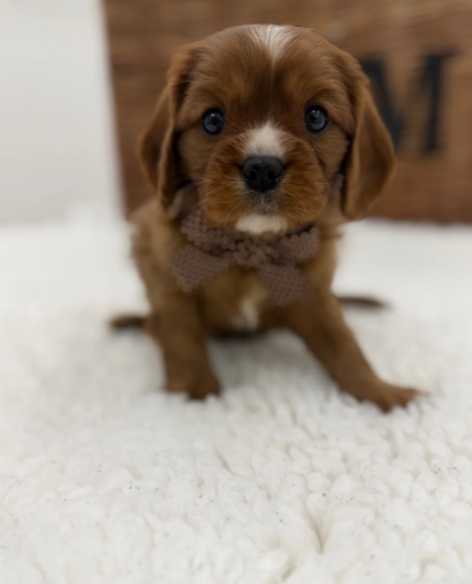 Health Tested Cavaliers charles  pups image 10