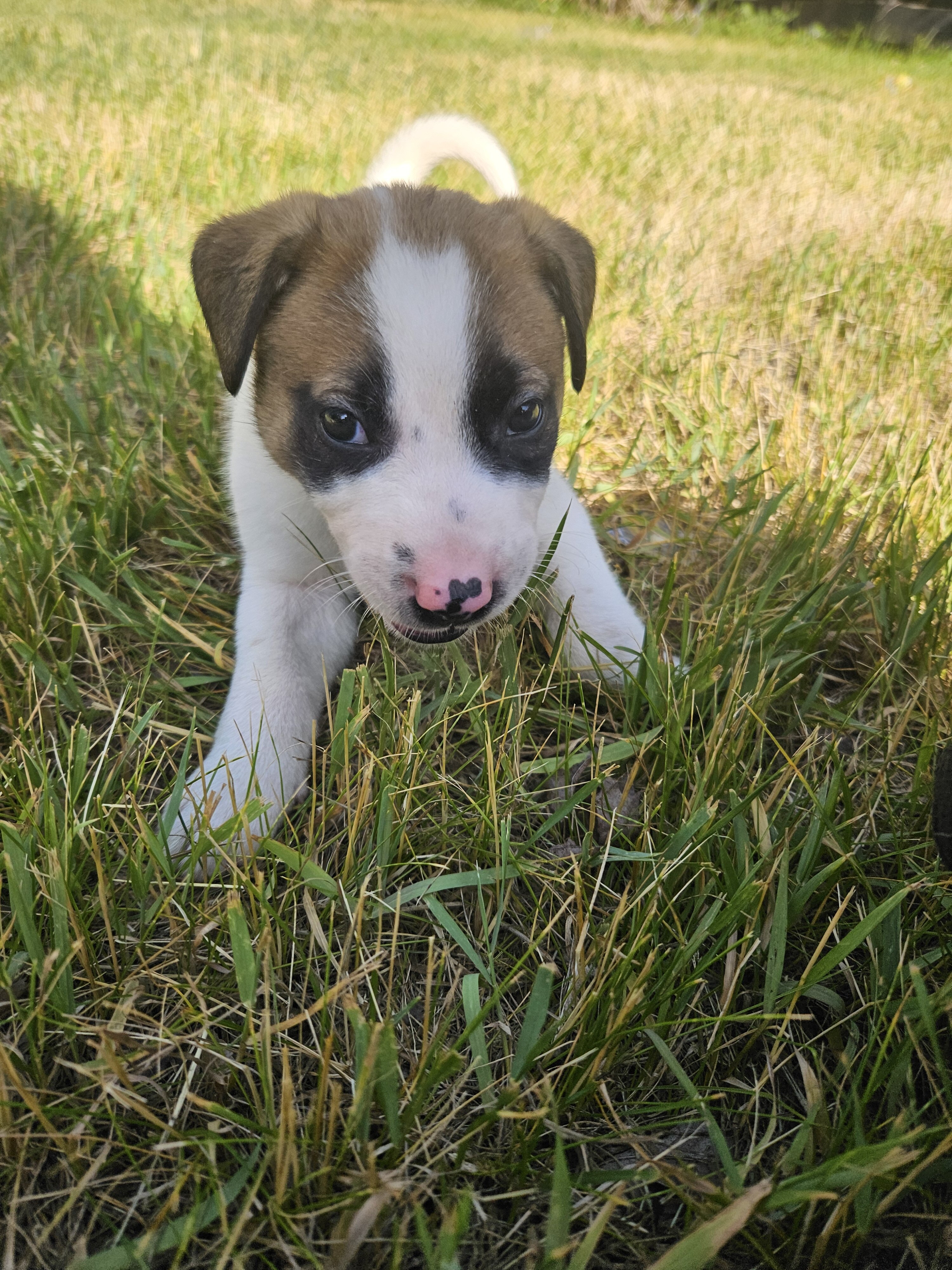 Pit/shepherd image 2