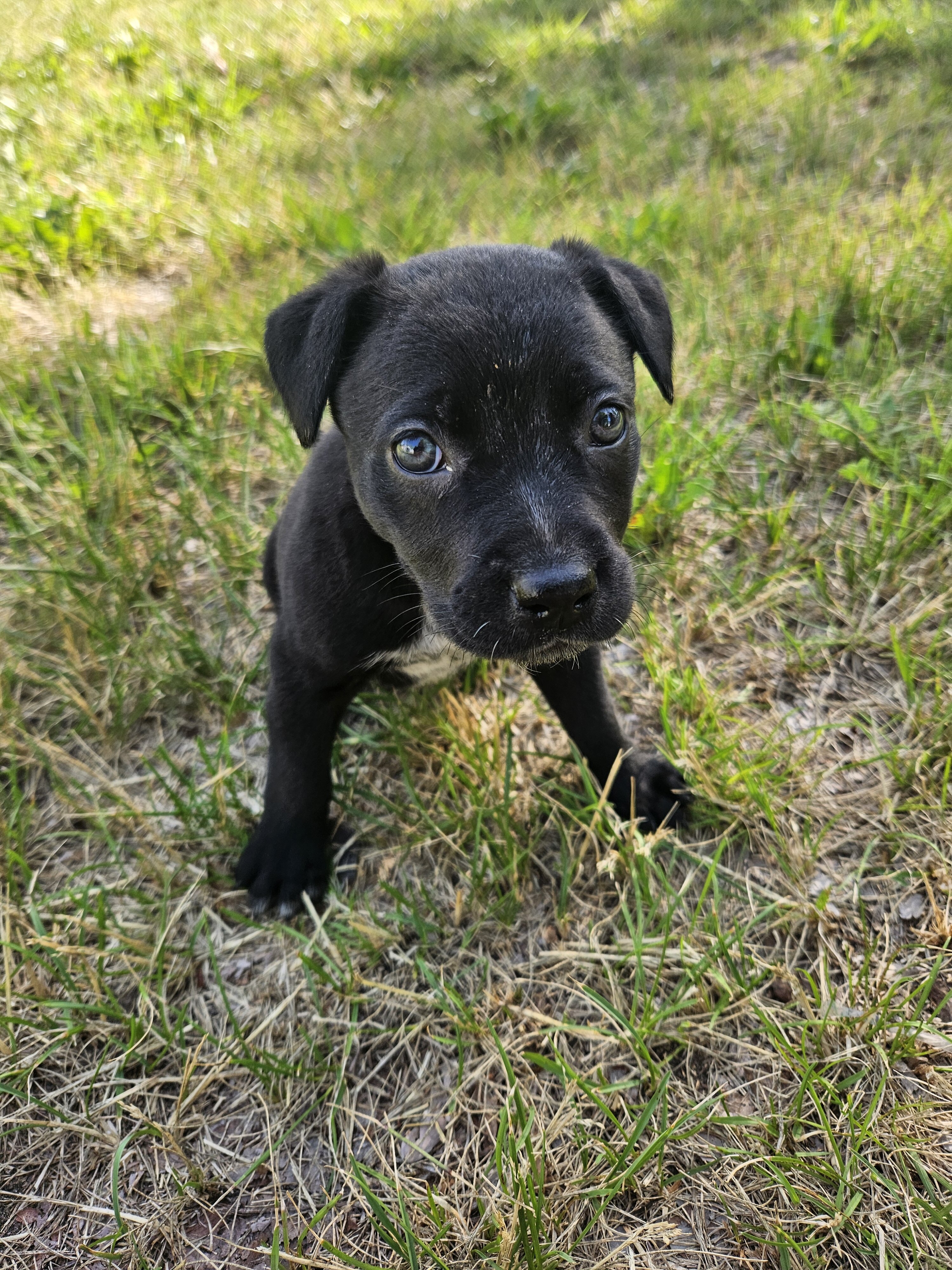 Pit/shepherd image 1