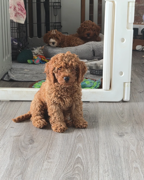 Adorable Red F1B Cavapoo Puppies image 1