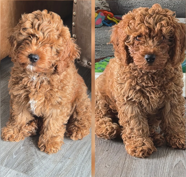 Adorable Red F1B Cavapoo Puppies image 2