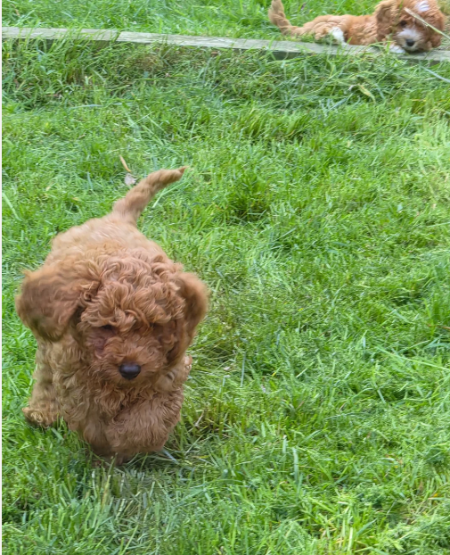 Adorable Red F1B Cavapoo Puppies image 3