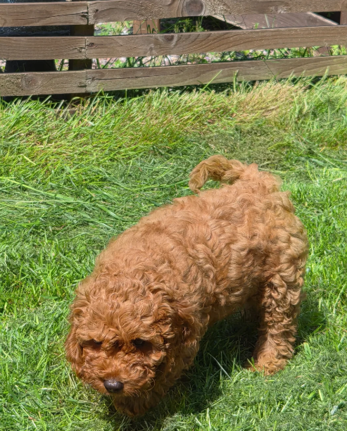 Adorable Red F1B Cavapoo Puppies image 4