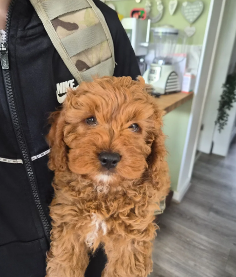 Adorable Red F1B Cavapoo Puppies image 5