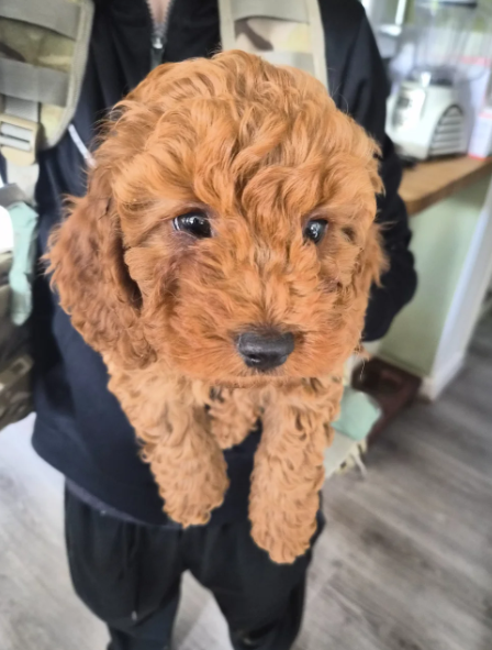 Adorable Red F1B Cavapoo Puppies image 6