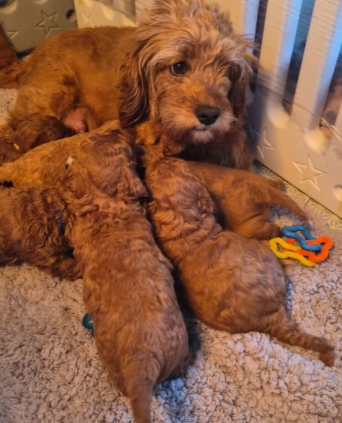 Adorable Red F1B Cavapoo Puppies image 7