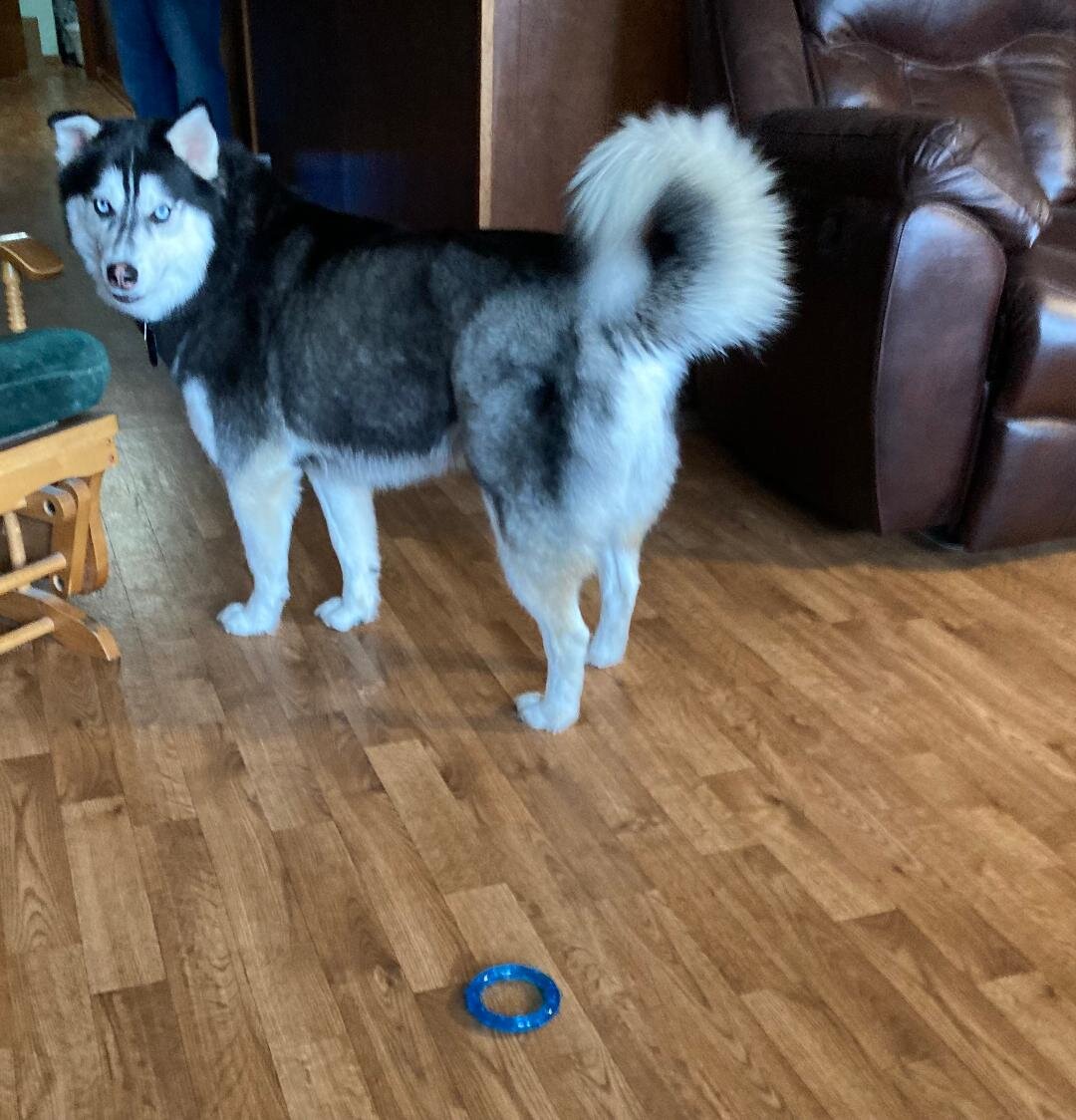Husky  Male 7 years old image 3