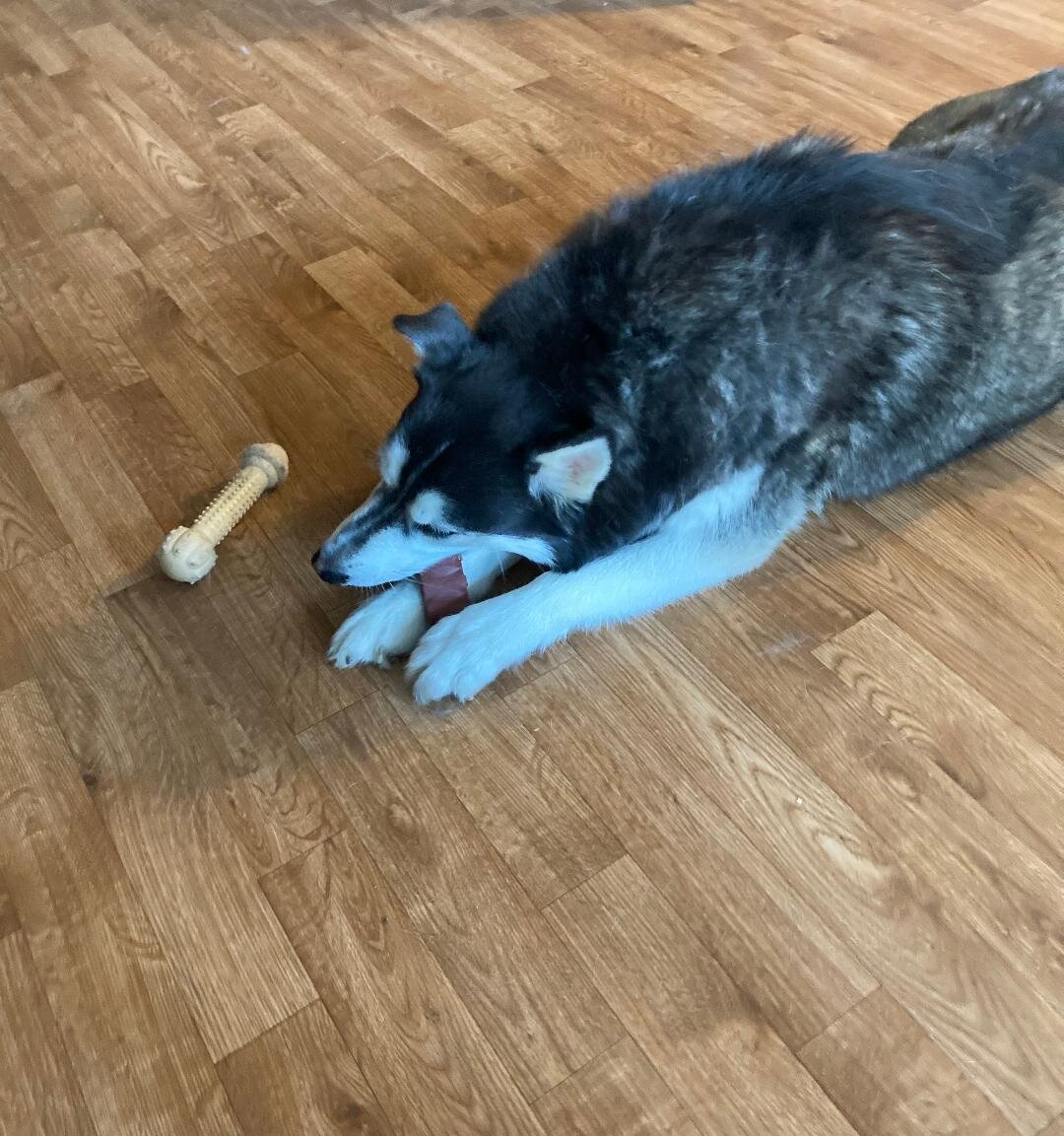 Husky  Male 7 years old image 2