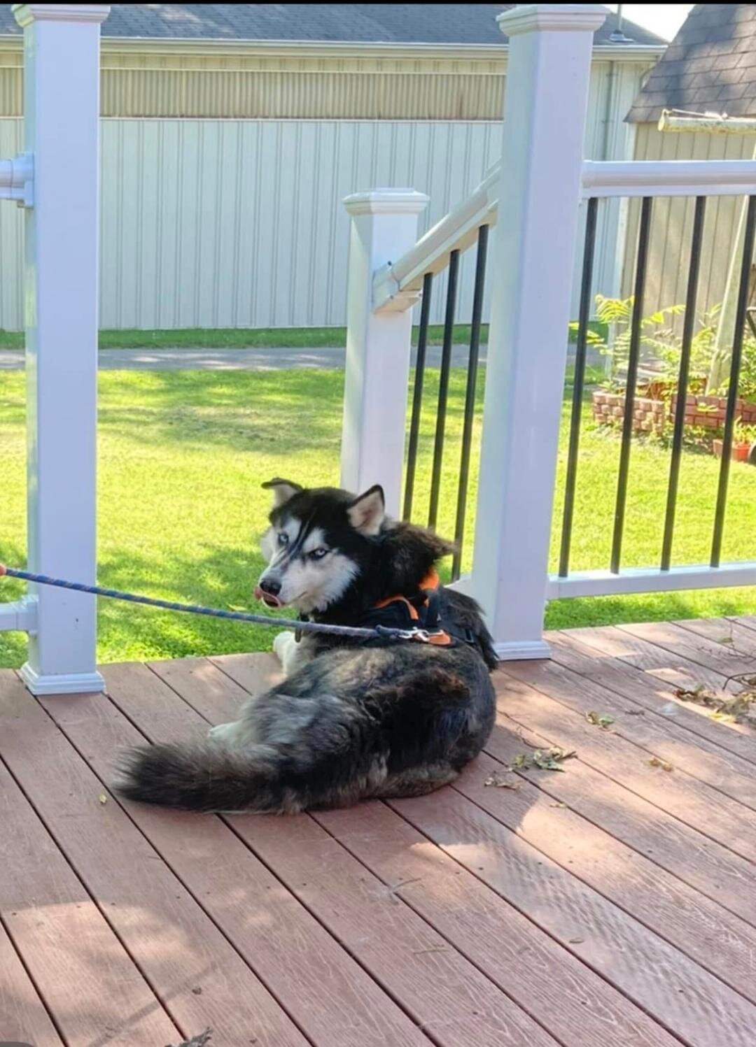 Husky  Male 7 years old image 1