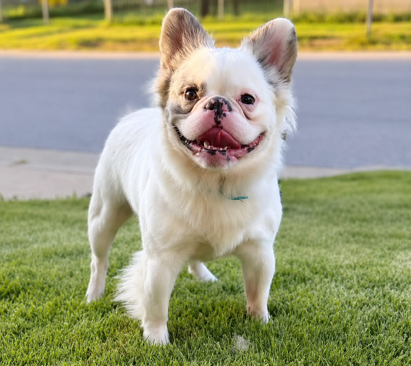French bulldog image 3