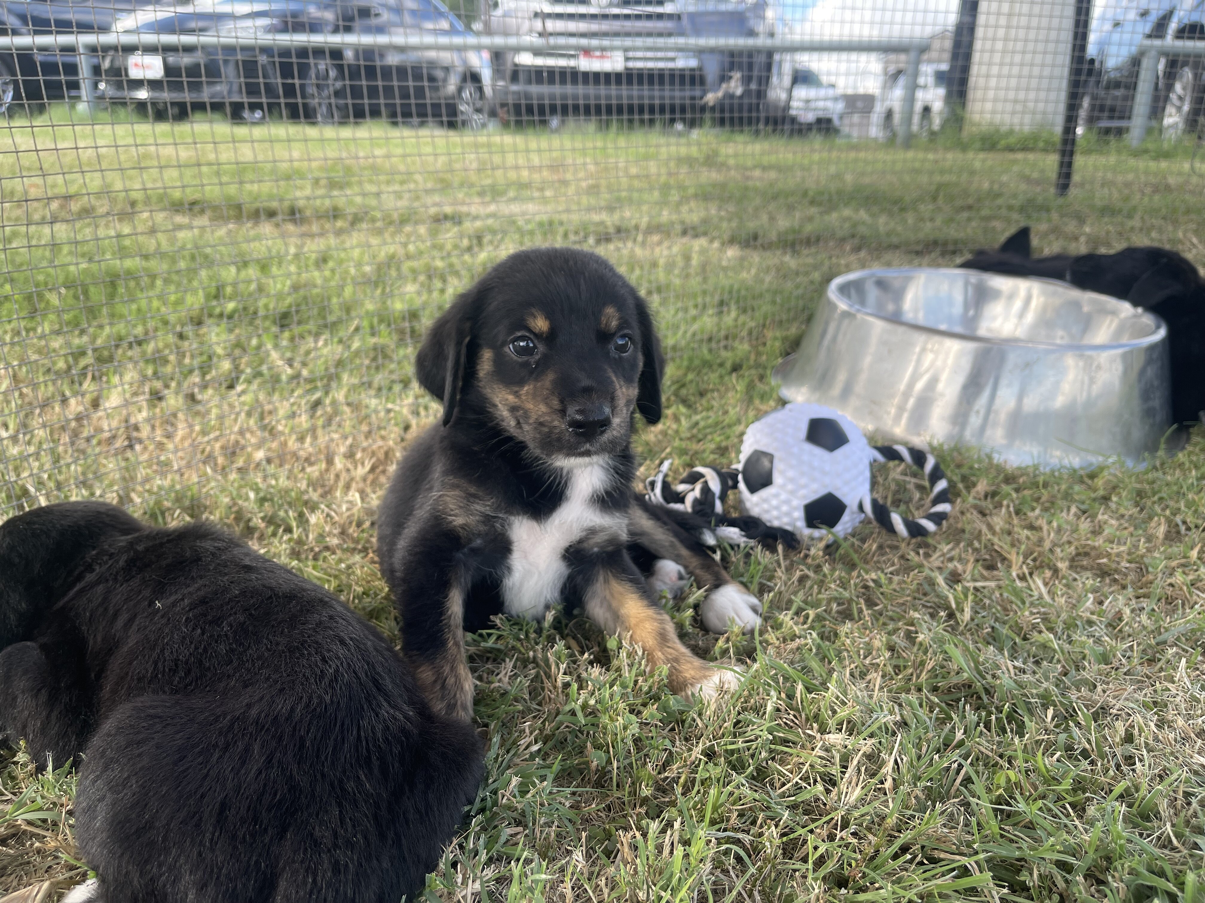 Aussiedor Puppies image 1