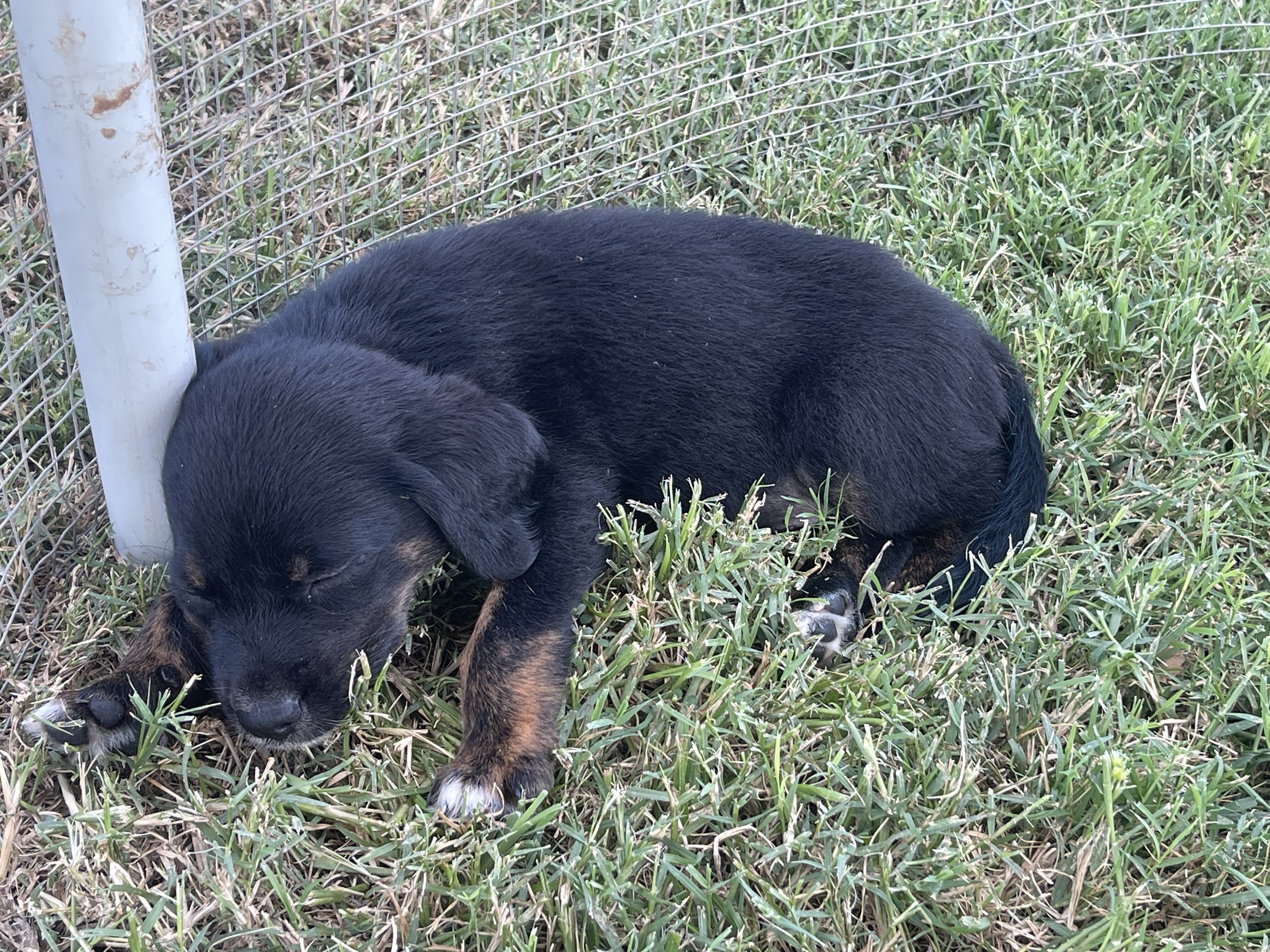 Aussiedor Puppies image 3