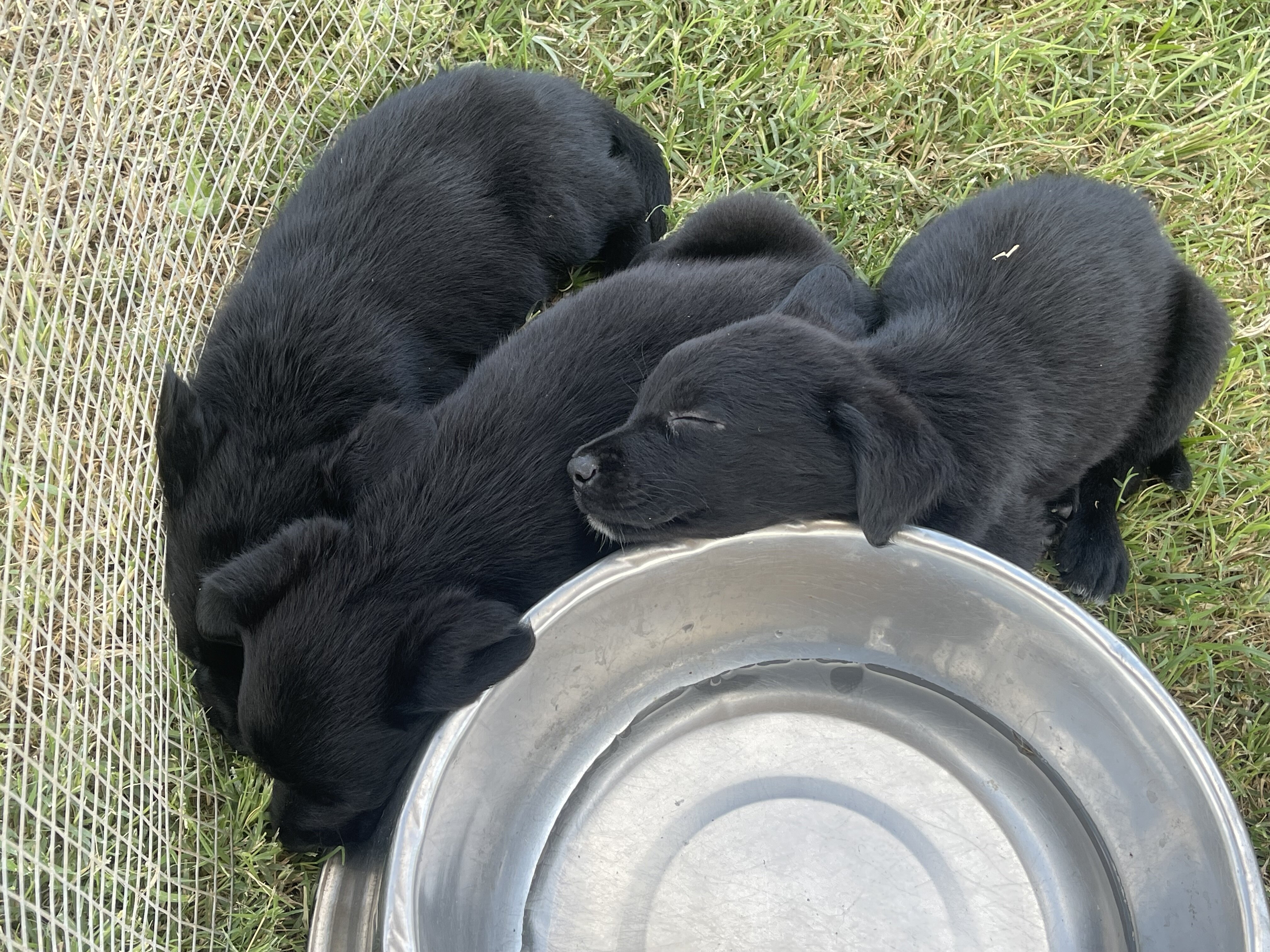 Aussiedor Puppies image 4