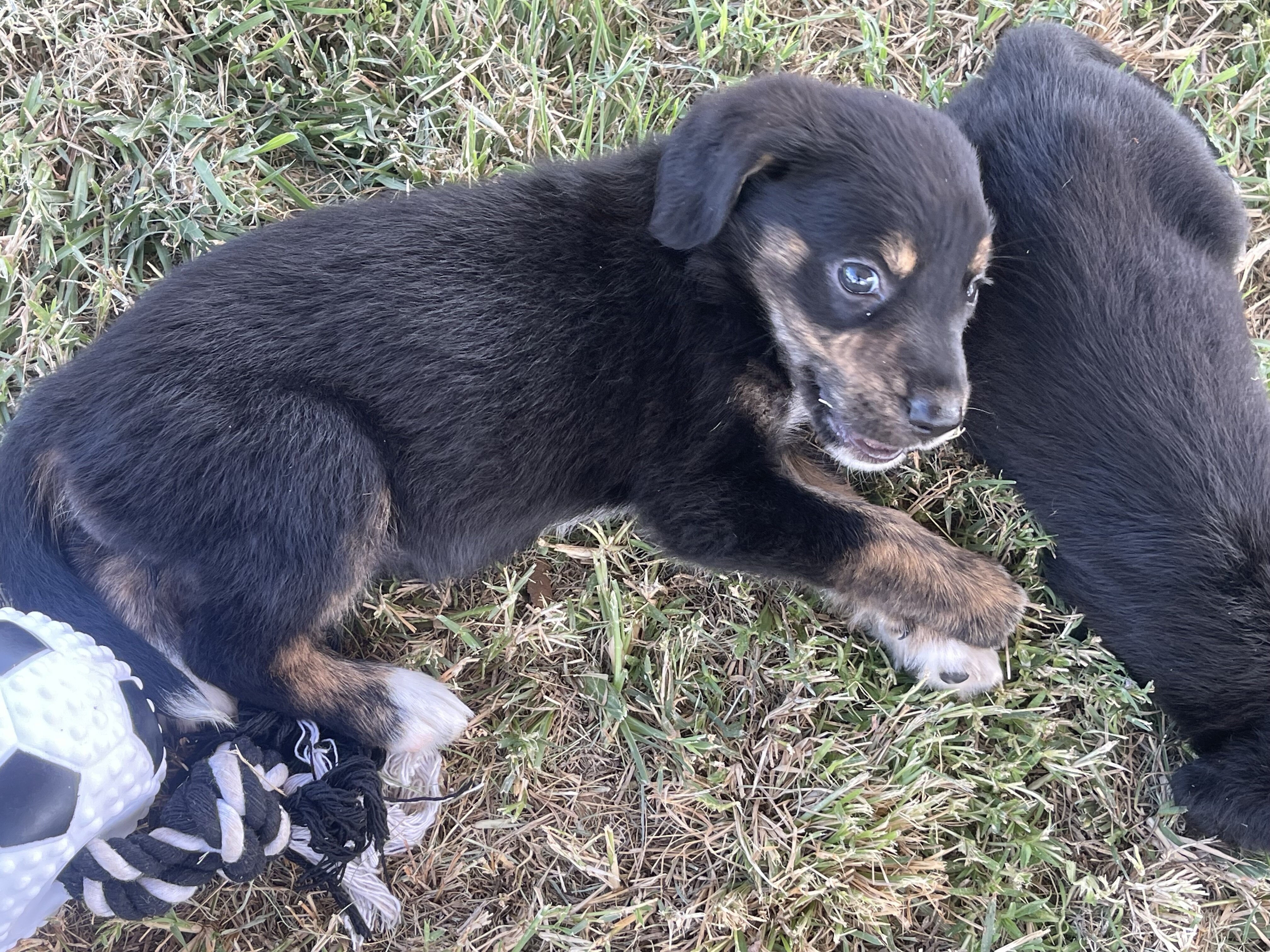 Aussiedor Puppies image 9