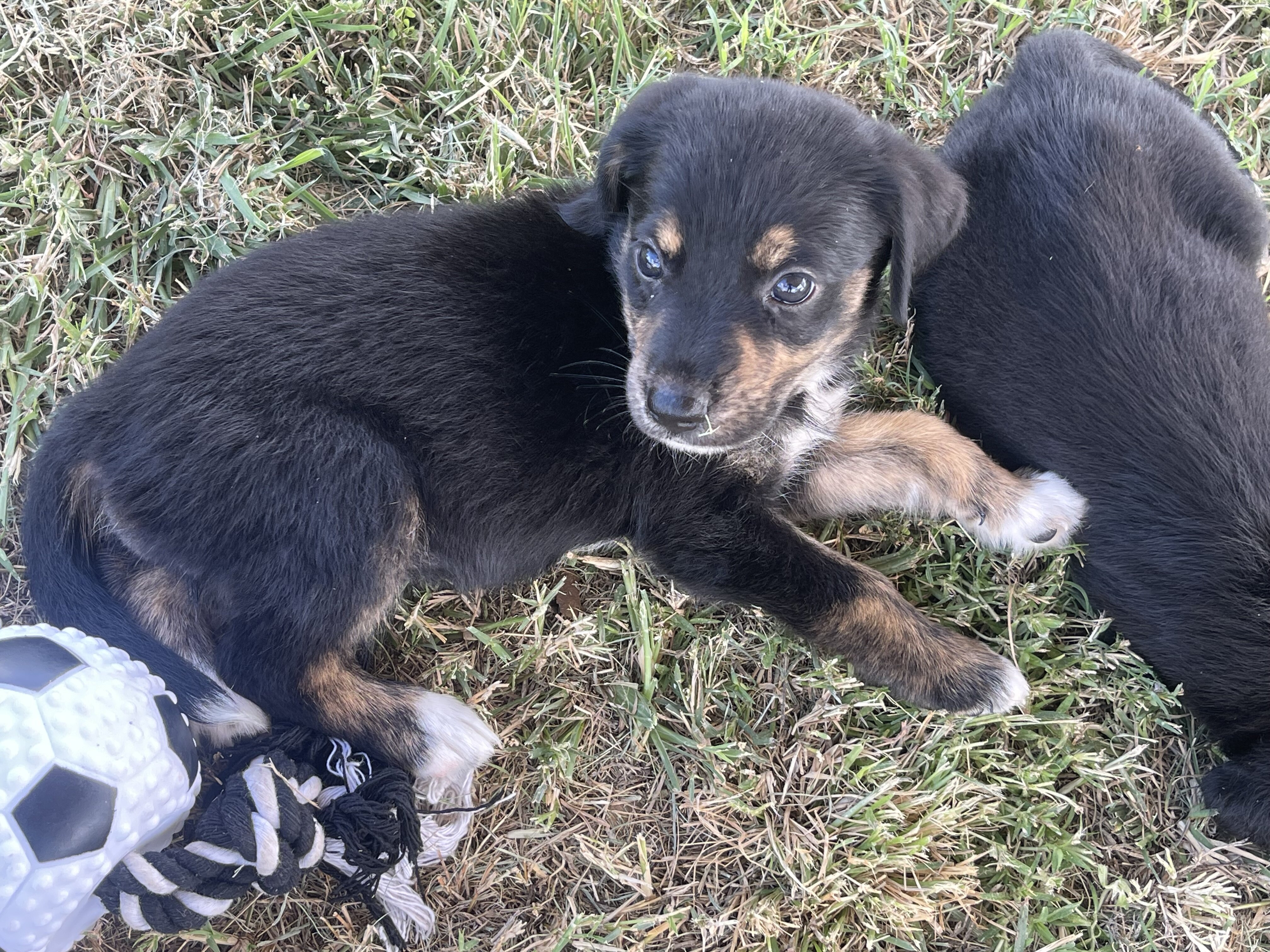 Aussiedor Puppies image 2