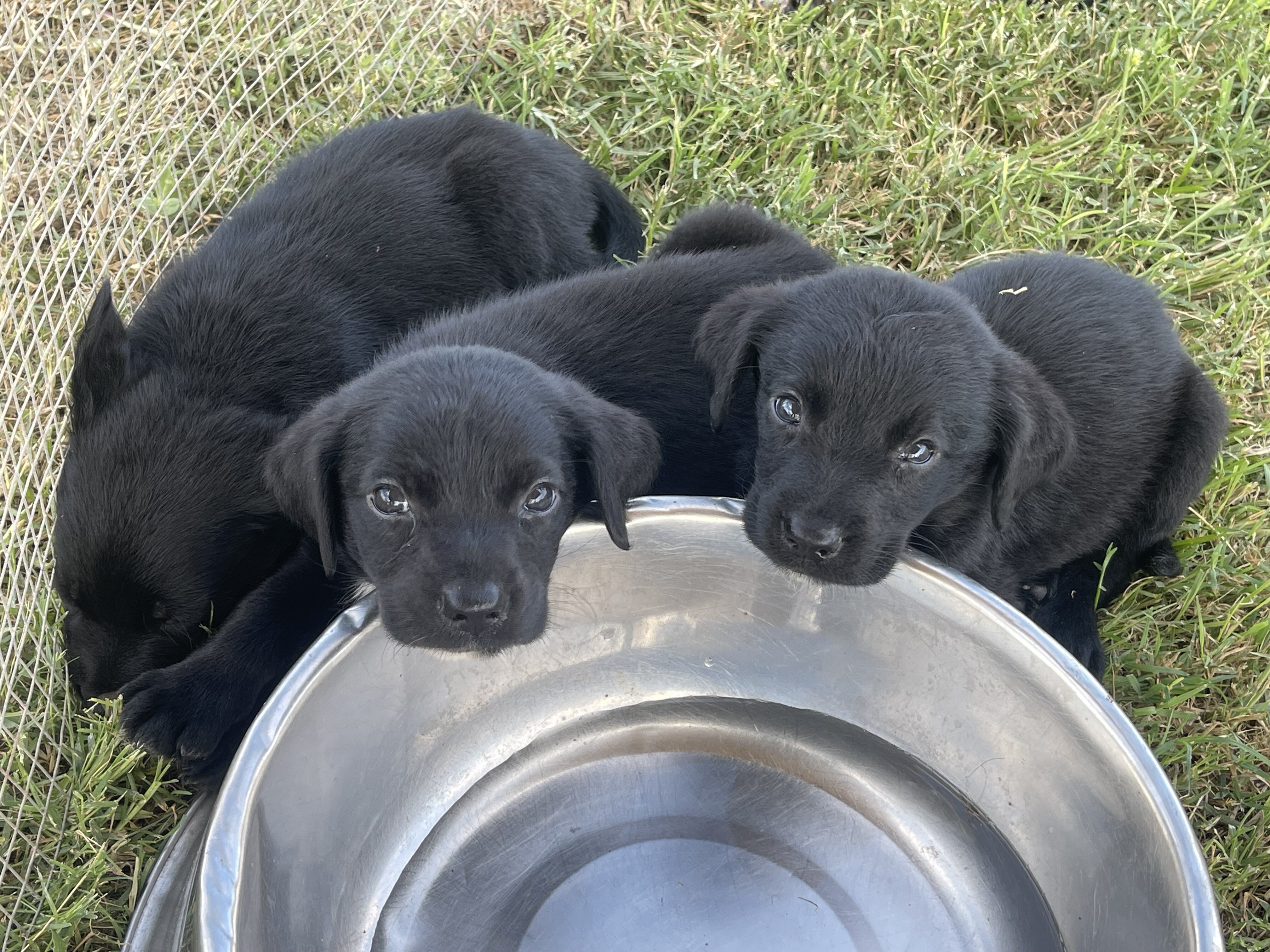 Aussiedor Puppies image 5