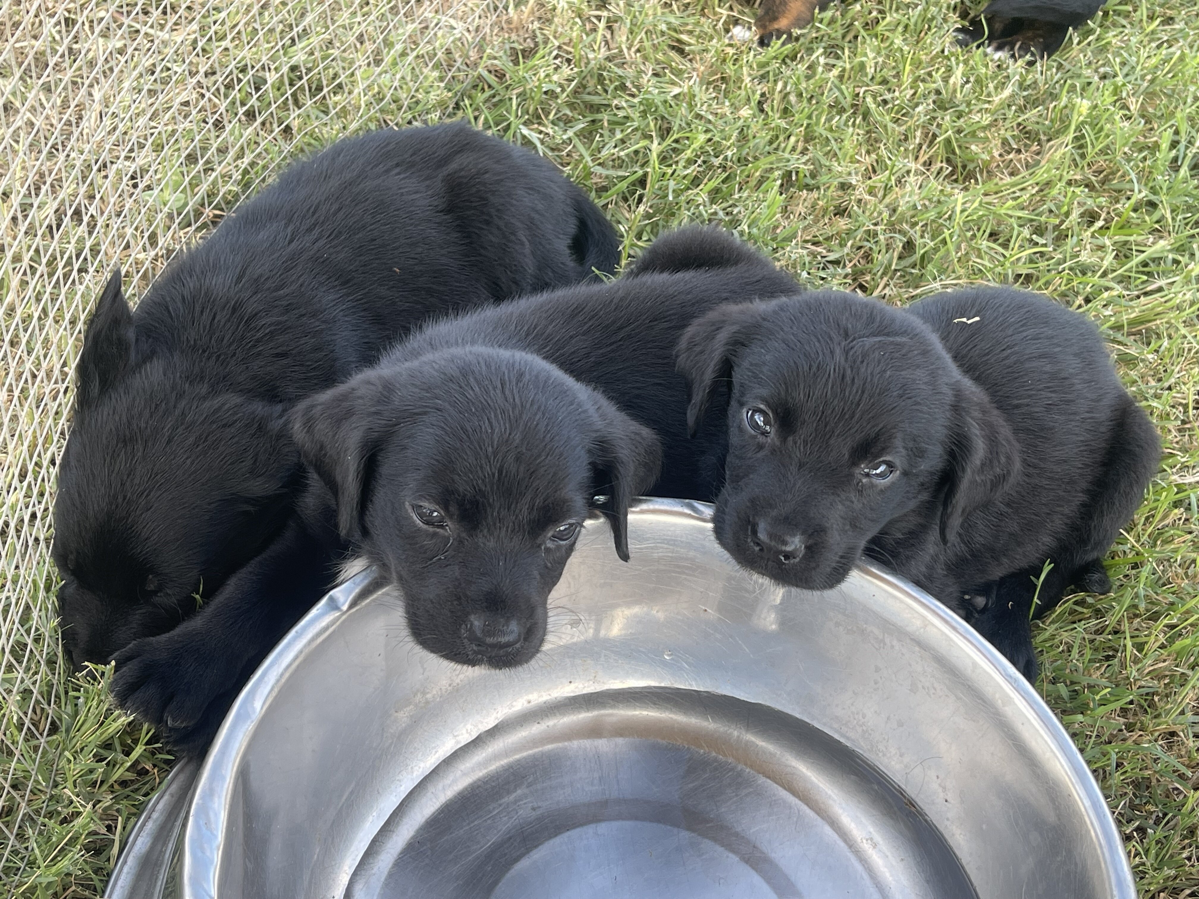 Aussiedor Puppies image 8