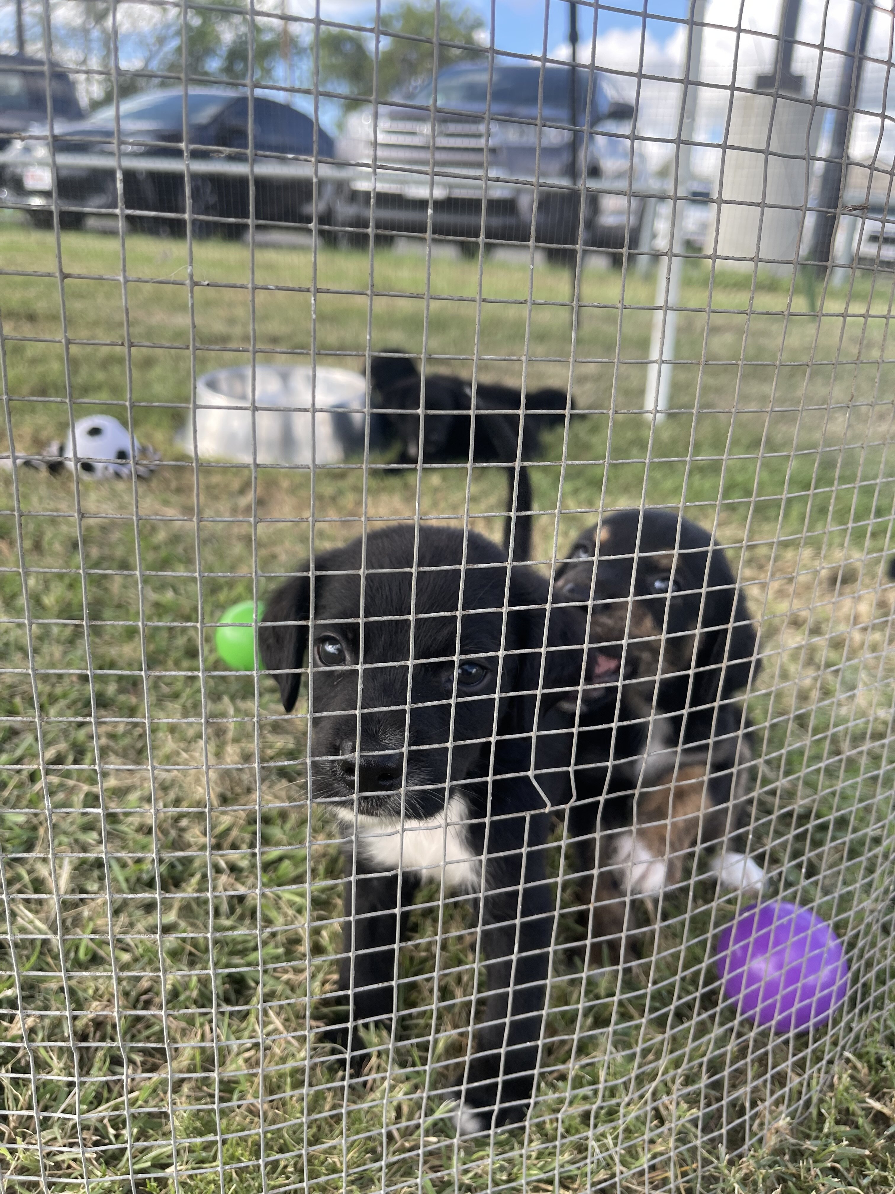 Aussiedor Puppies image 6