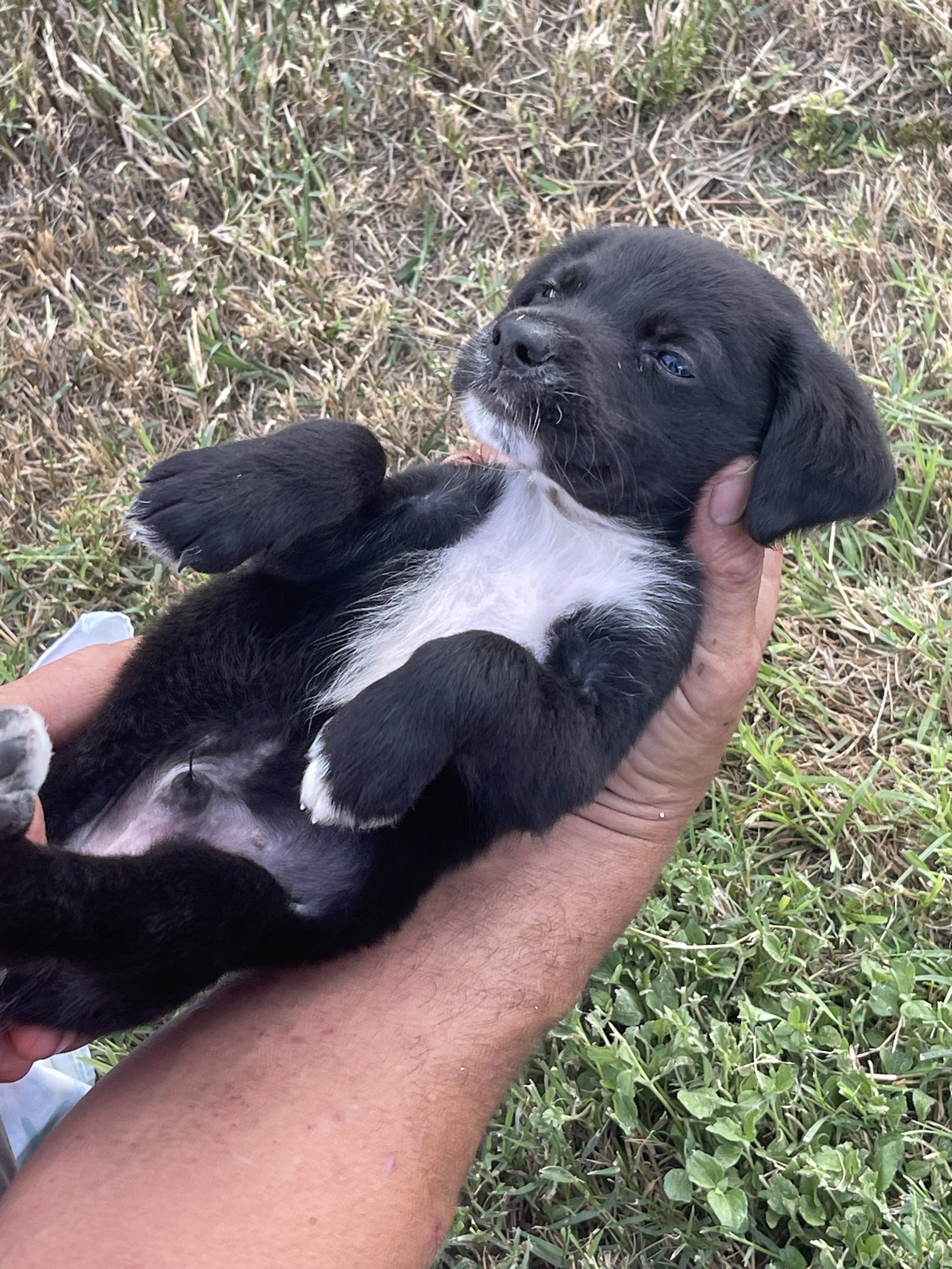 Aussiedor Puppies image 7