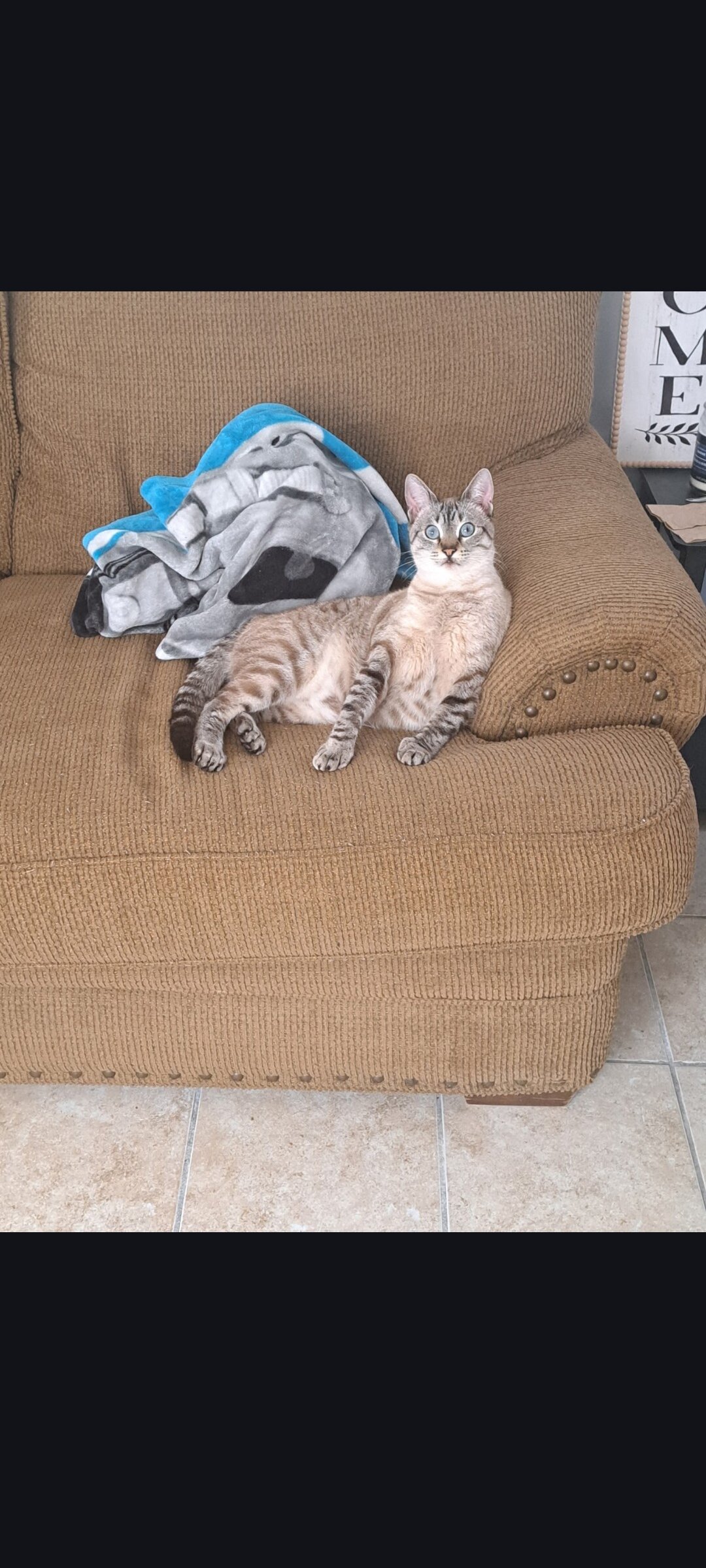 Siamese Point Lynx image 1