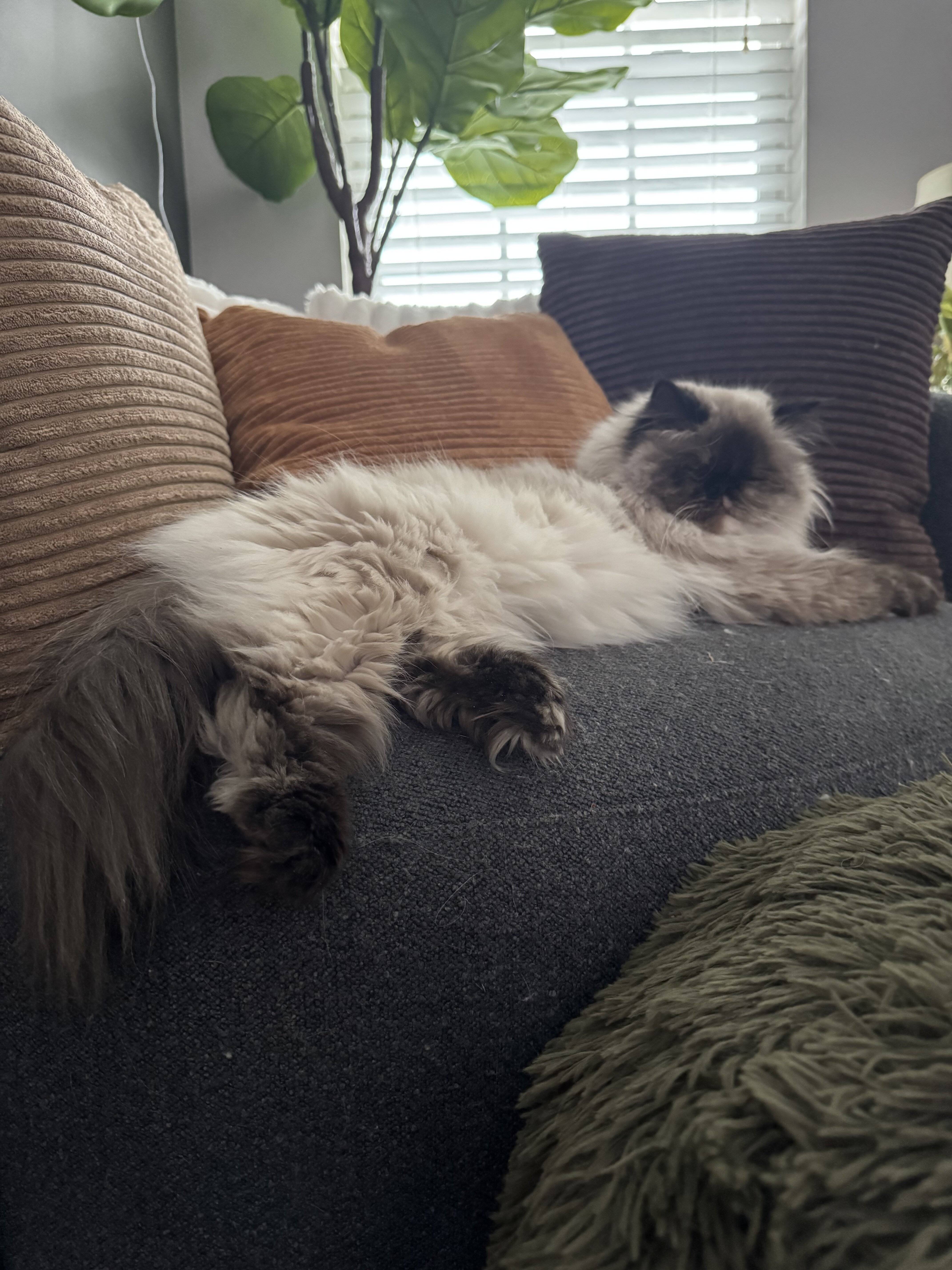 Munchkin Persian (Minuet/Napoleon) image 2