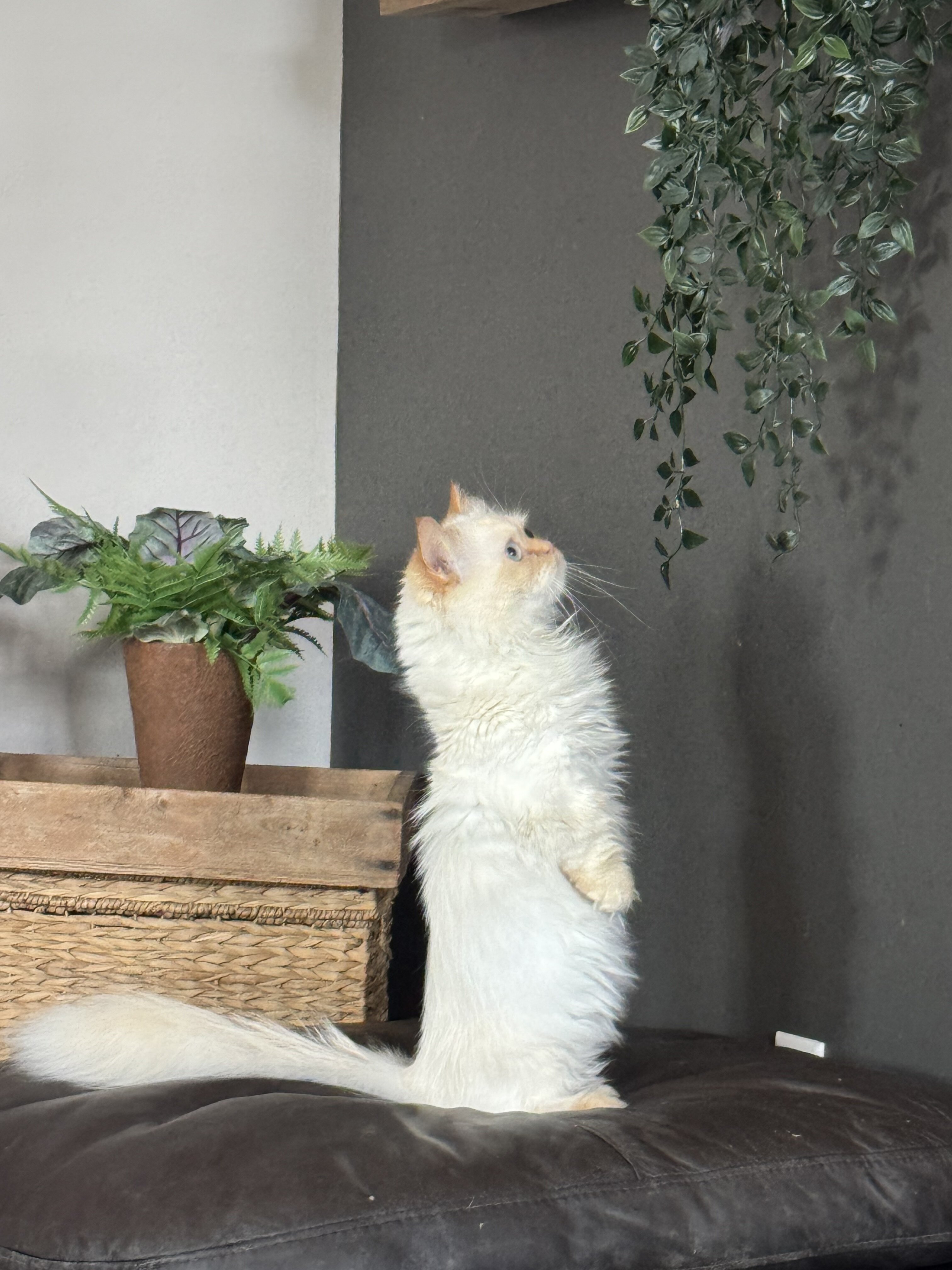 Munchkin Persian (Minuet/Napoleon) image 1