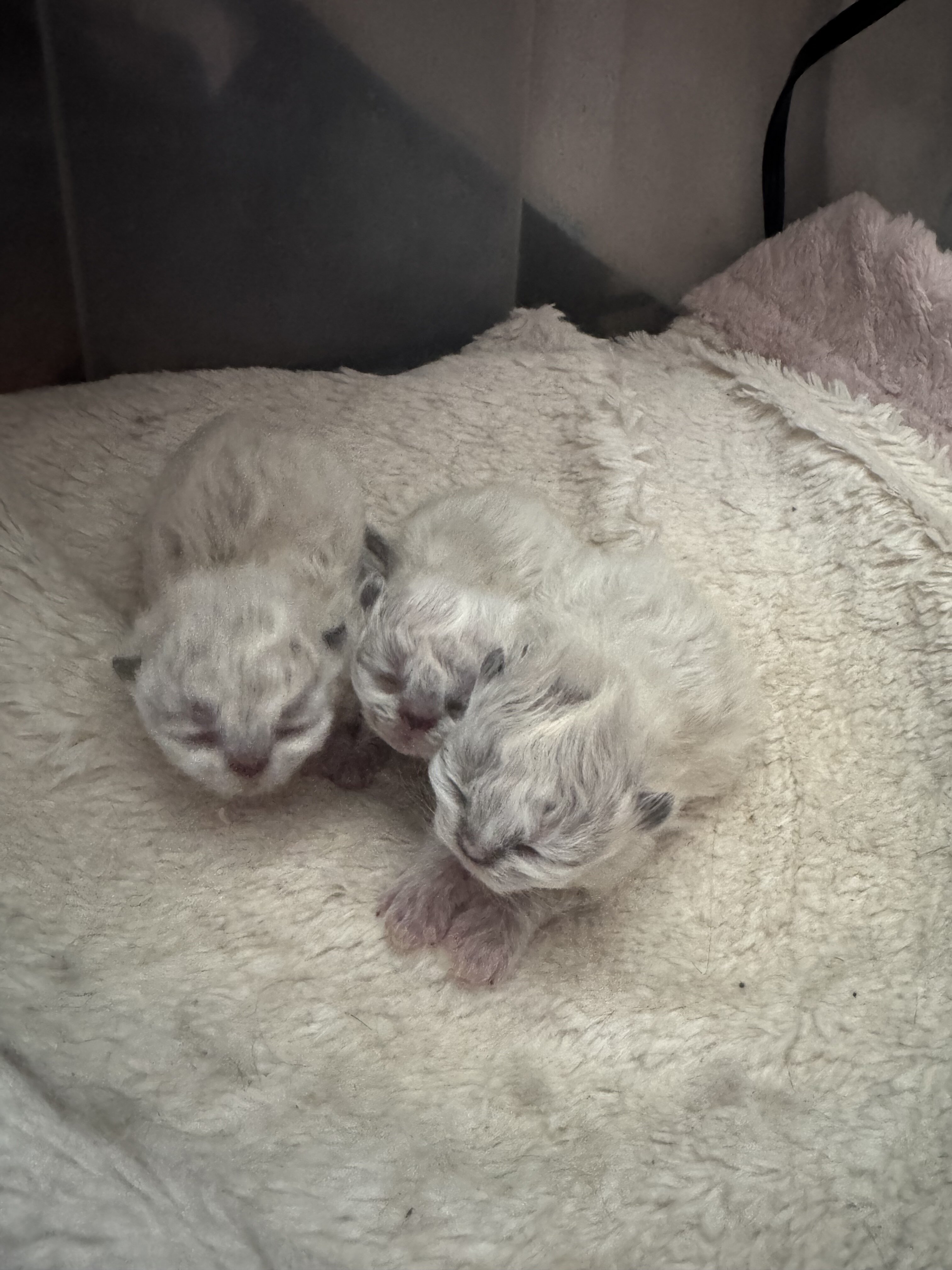 Munchkin Persian (Minuet/Napoleon) image 5
