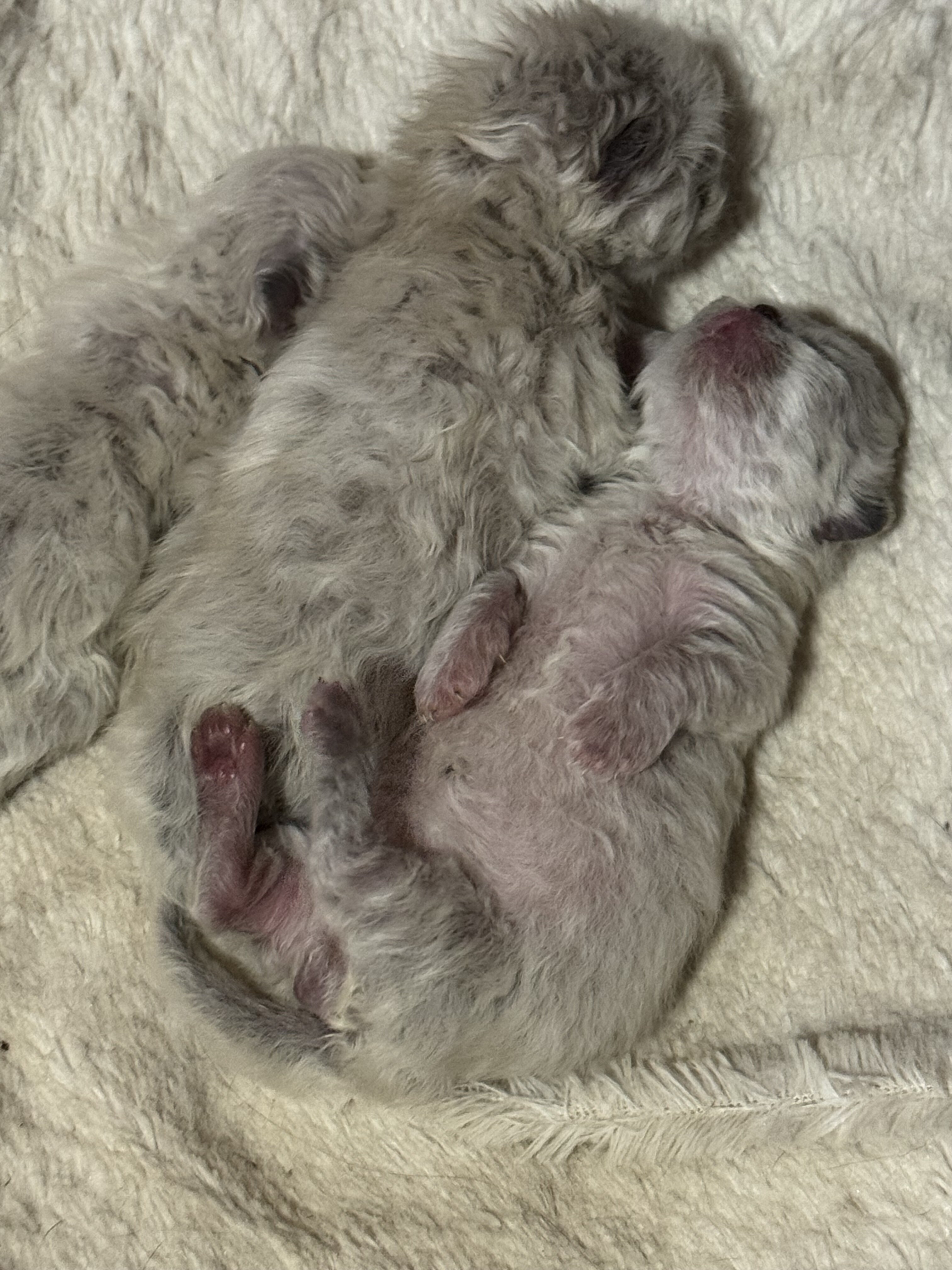 Munchkin Persian (Minuet/Napoleon) image 4