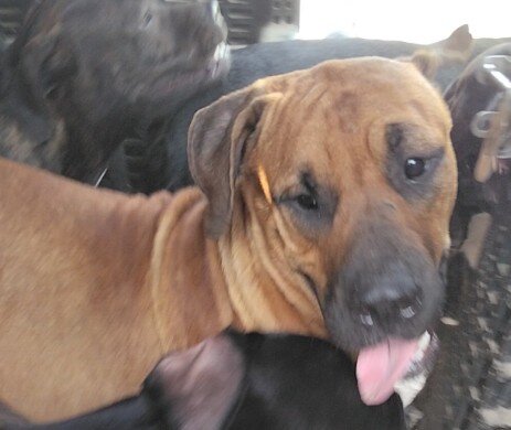 Mastiff boy image 1