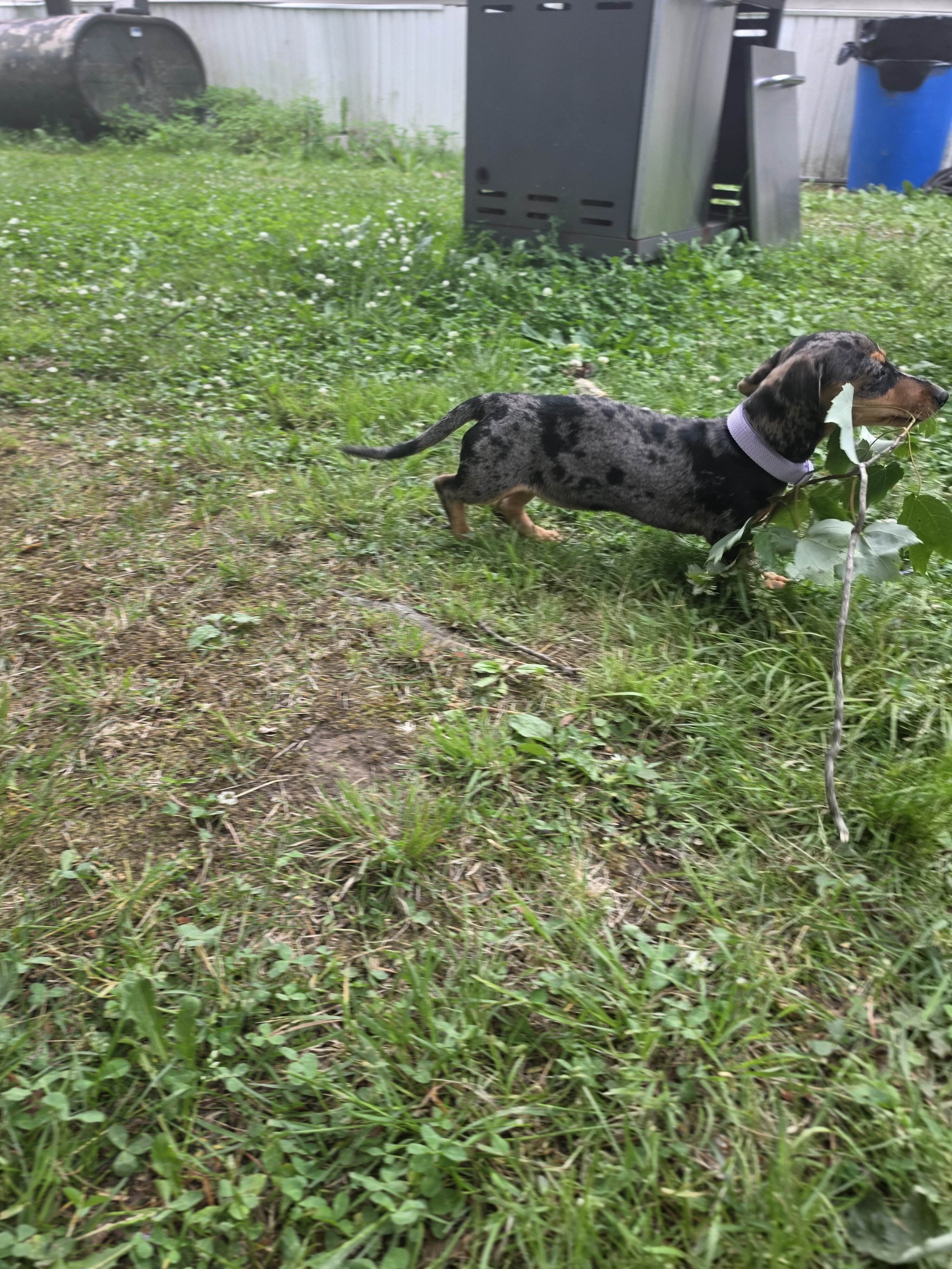 12 week dachshund image 1