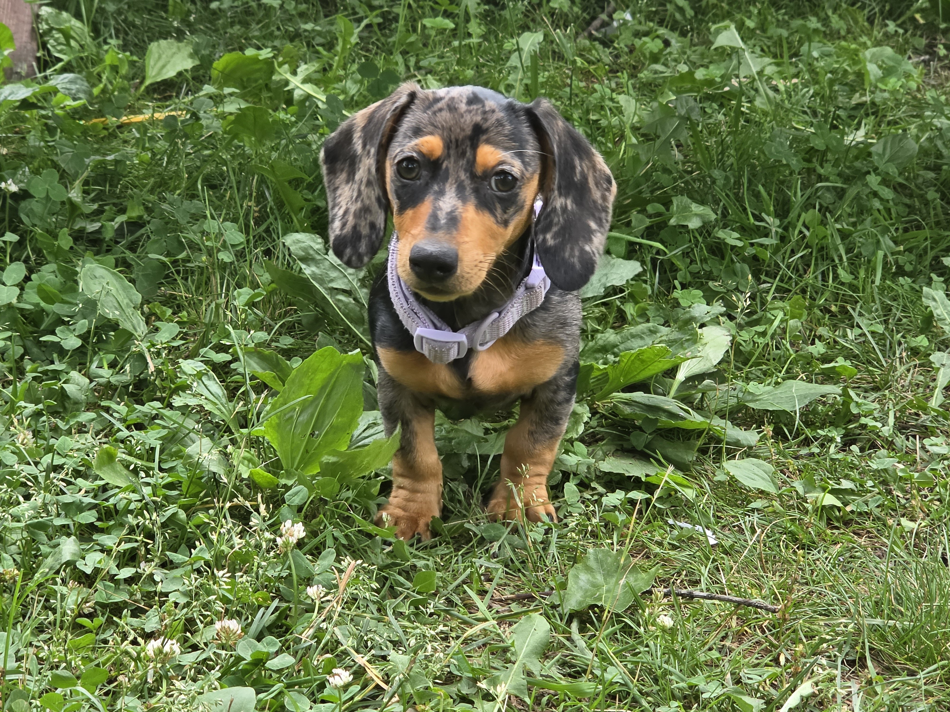 12 week dachshund image 3