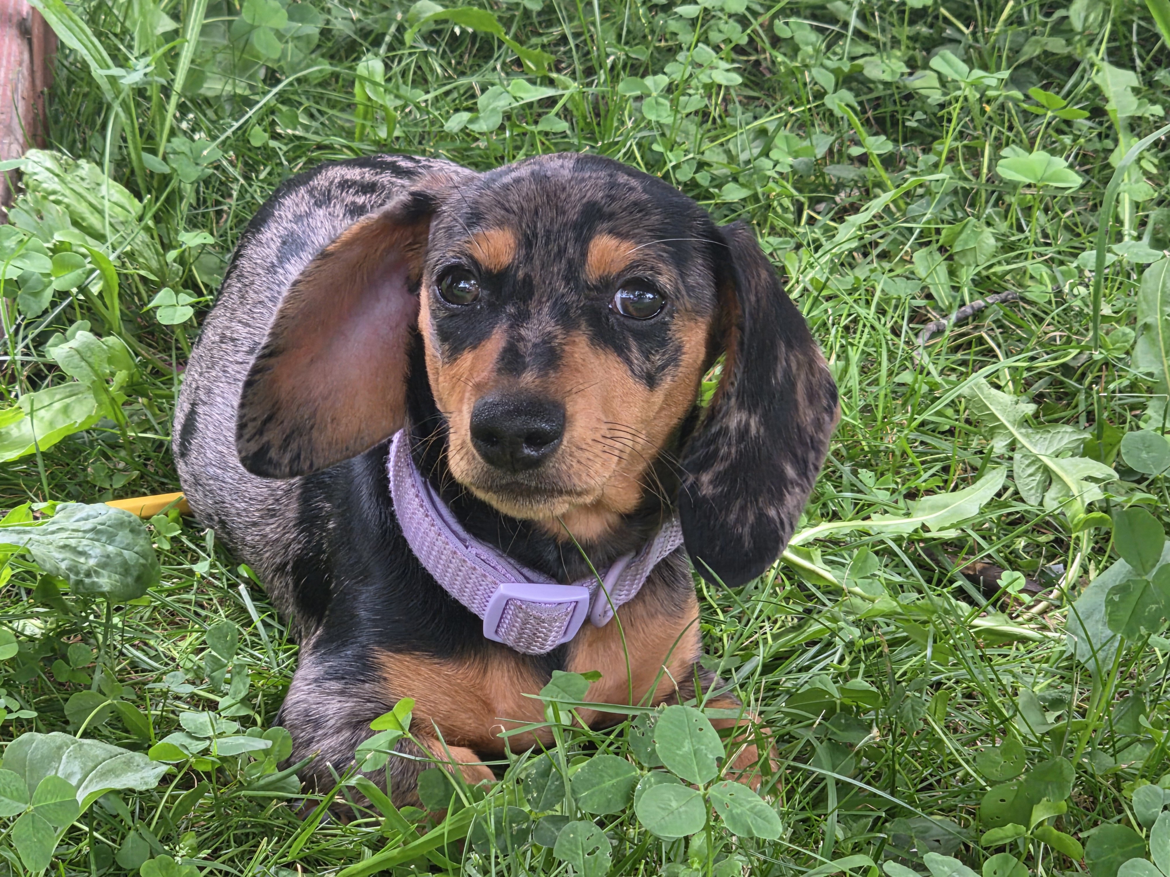 12 week dachshund image 2