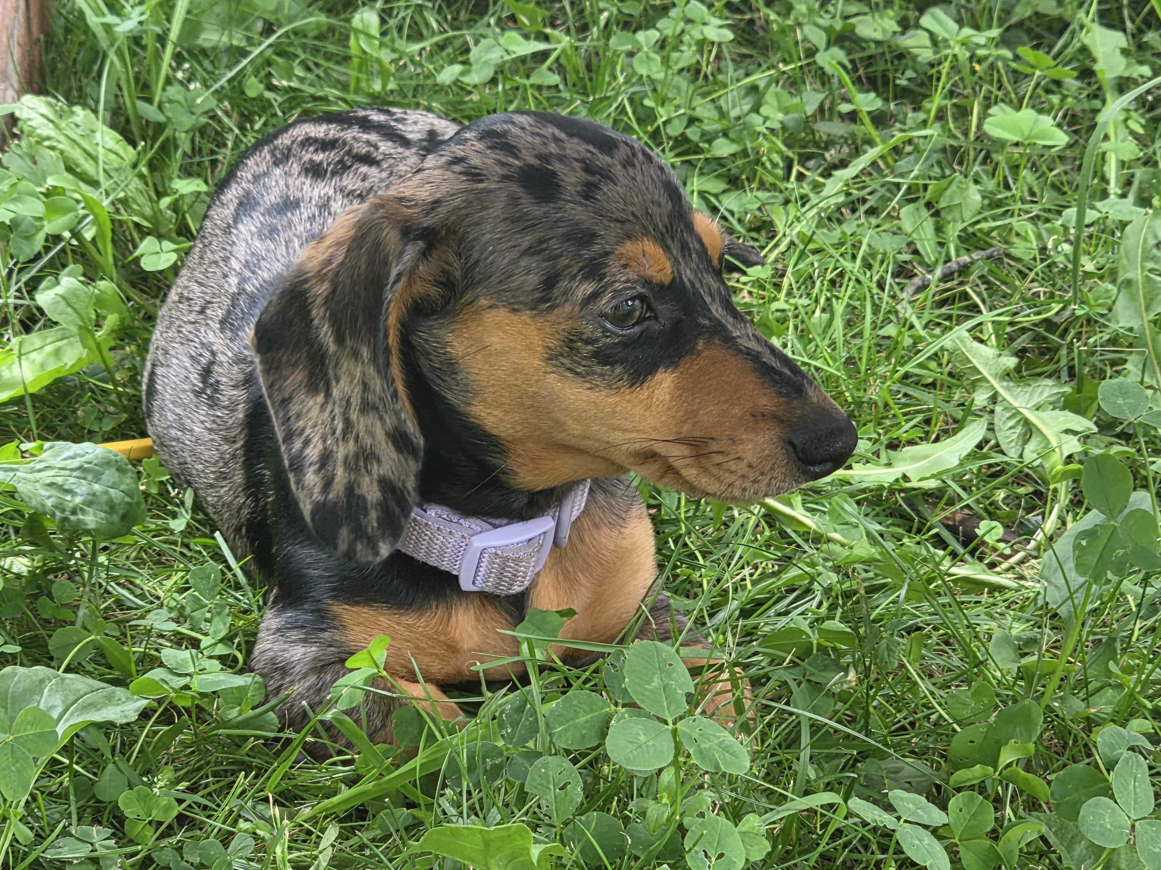 12 week dachshund image 4