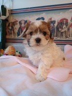 SHICHON PUPPIES image 1