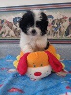 SHICHON PUPPIES image 2