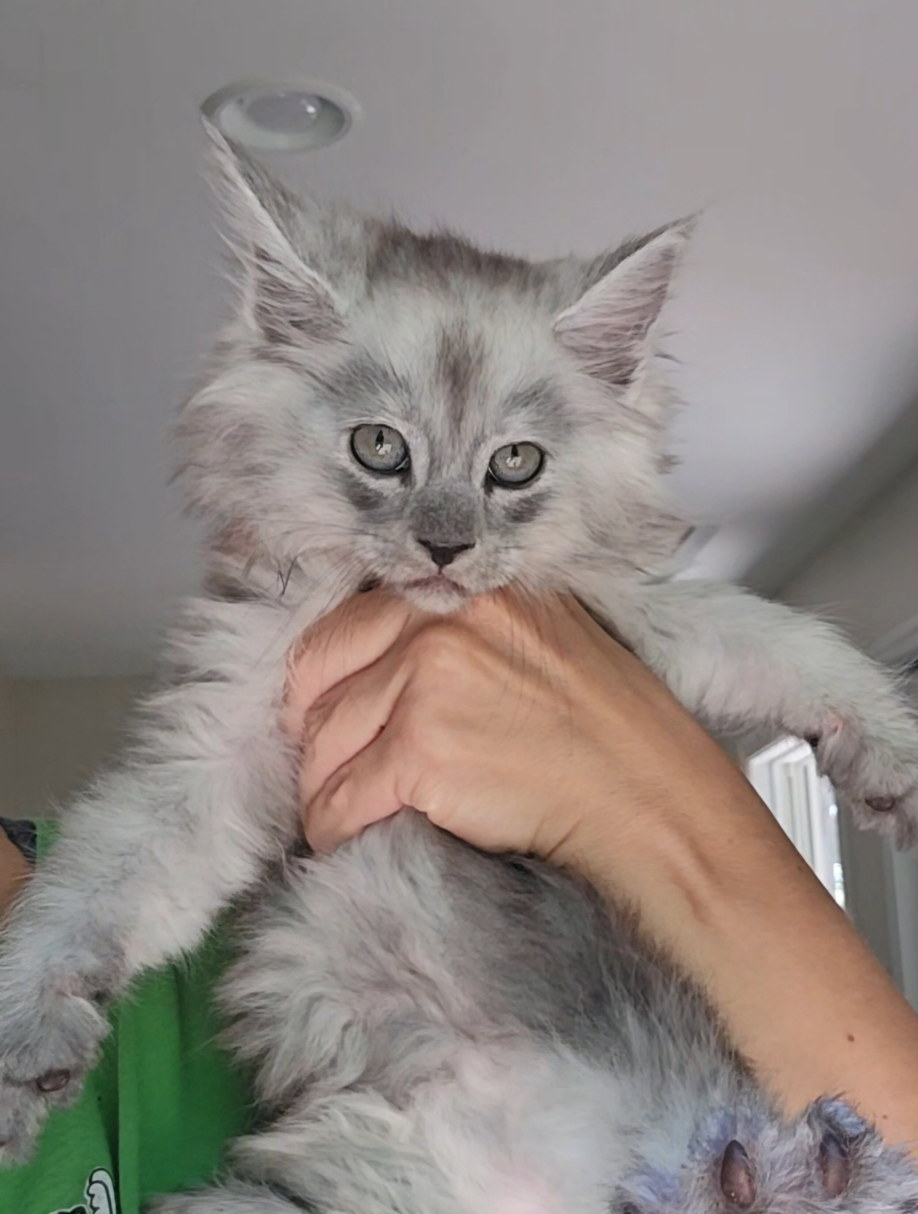 Maine Coon female image 2