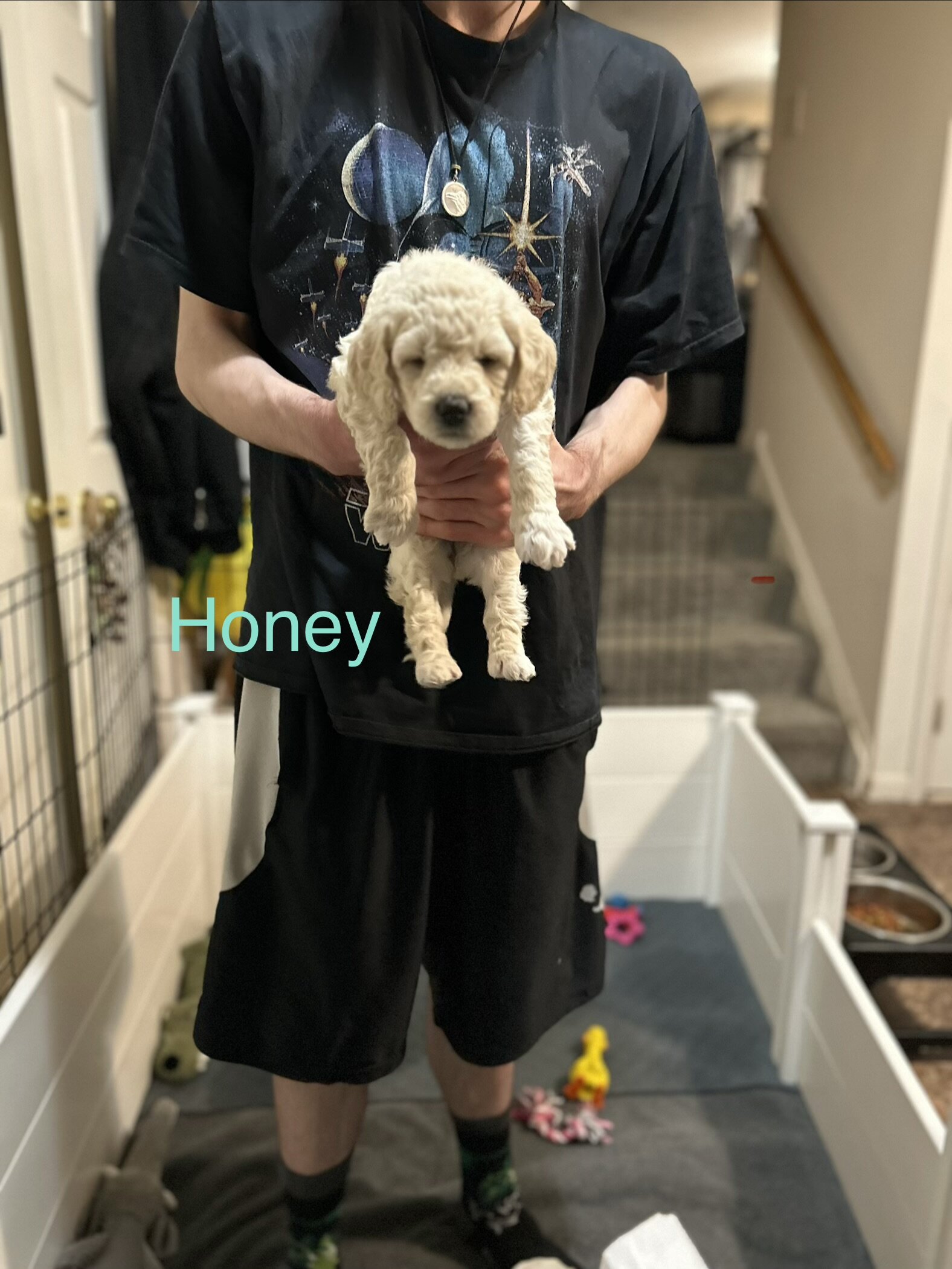 💝🐾✨ English Cream Goldendoodles ✨🐾💝 image 2