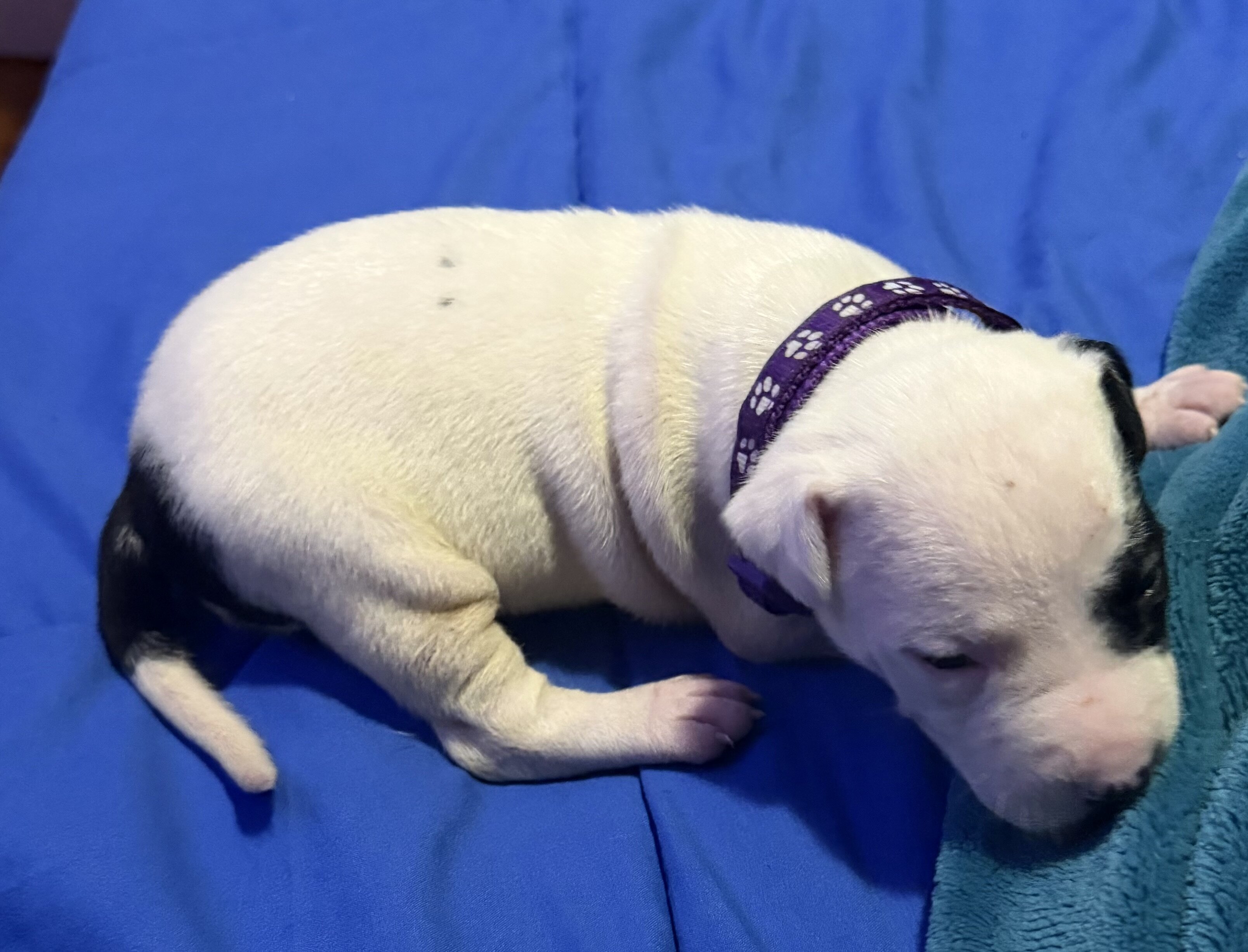 American Bully/American Staffordshire Puppies image 5