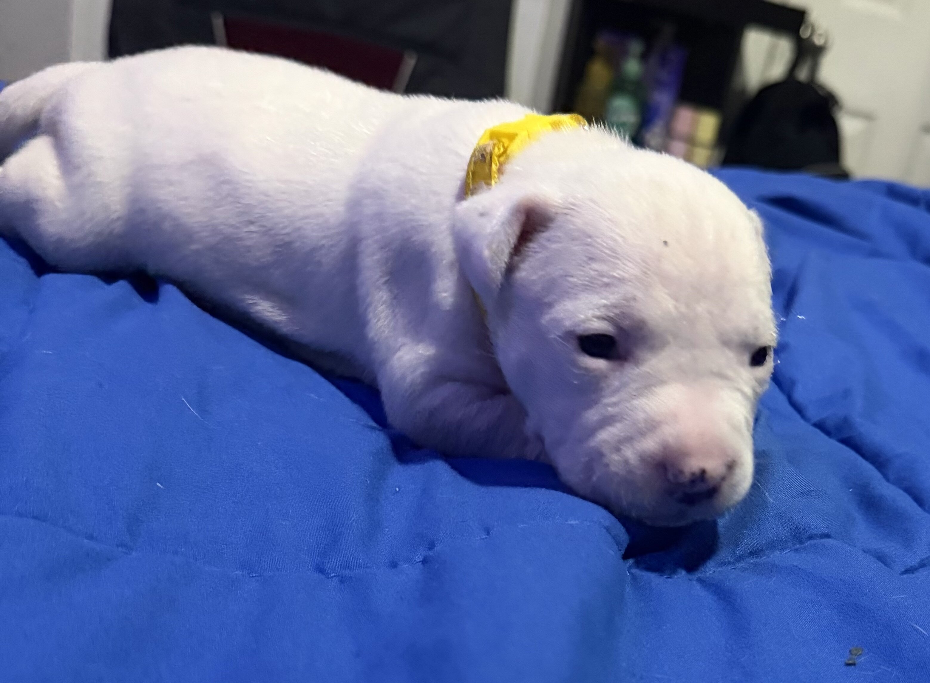 American Bully/American Staffordshire Puppies image 4
