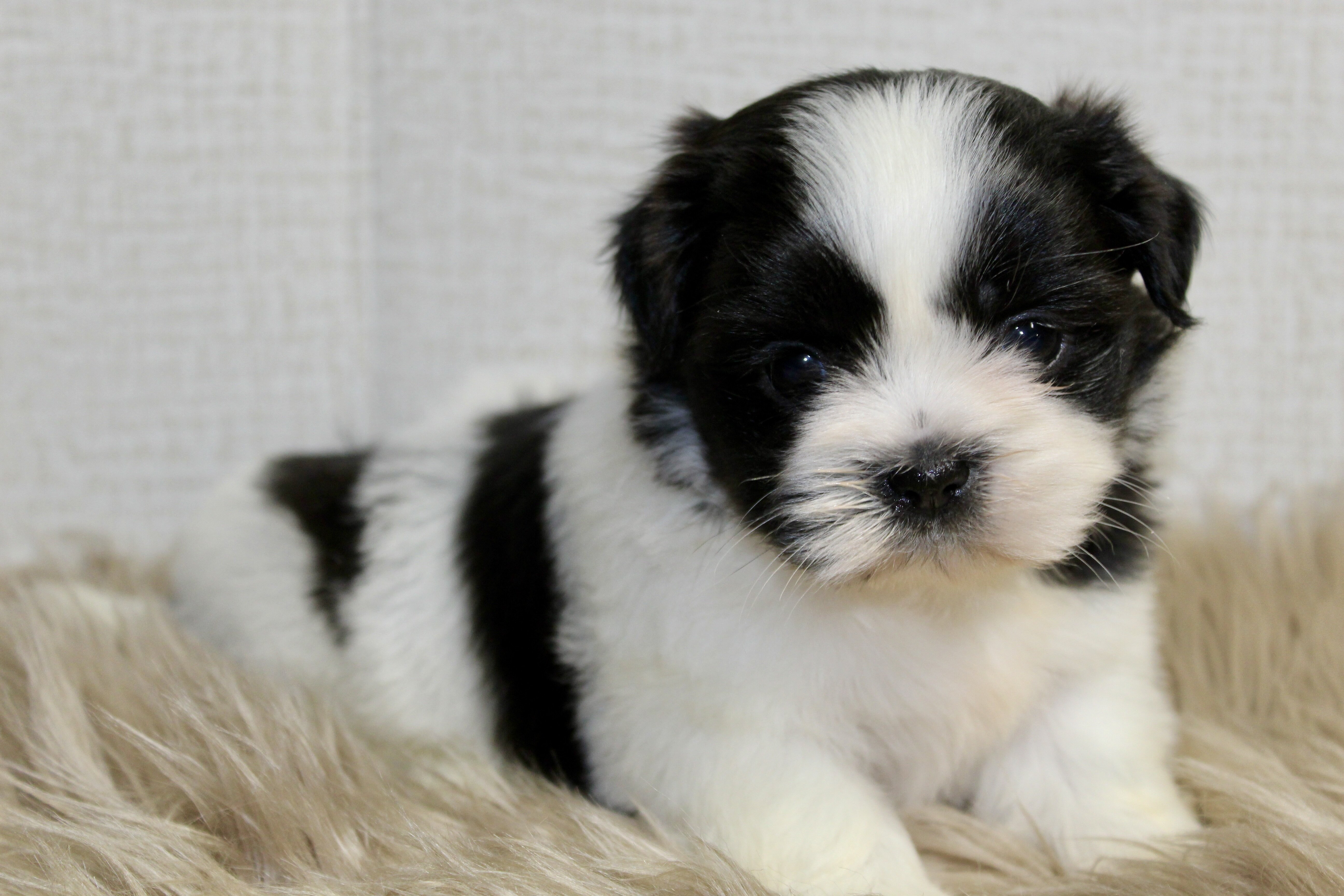 Home Bred Puppies For Sale image 6