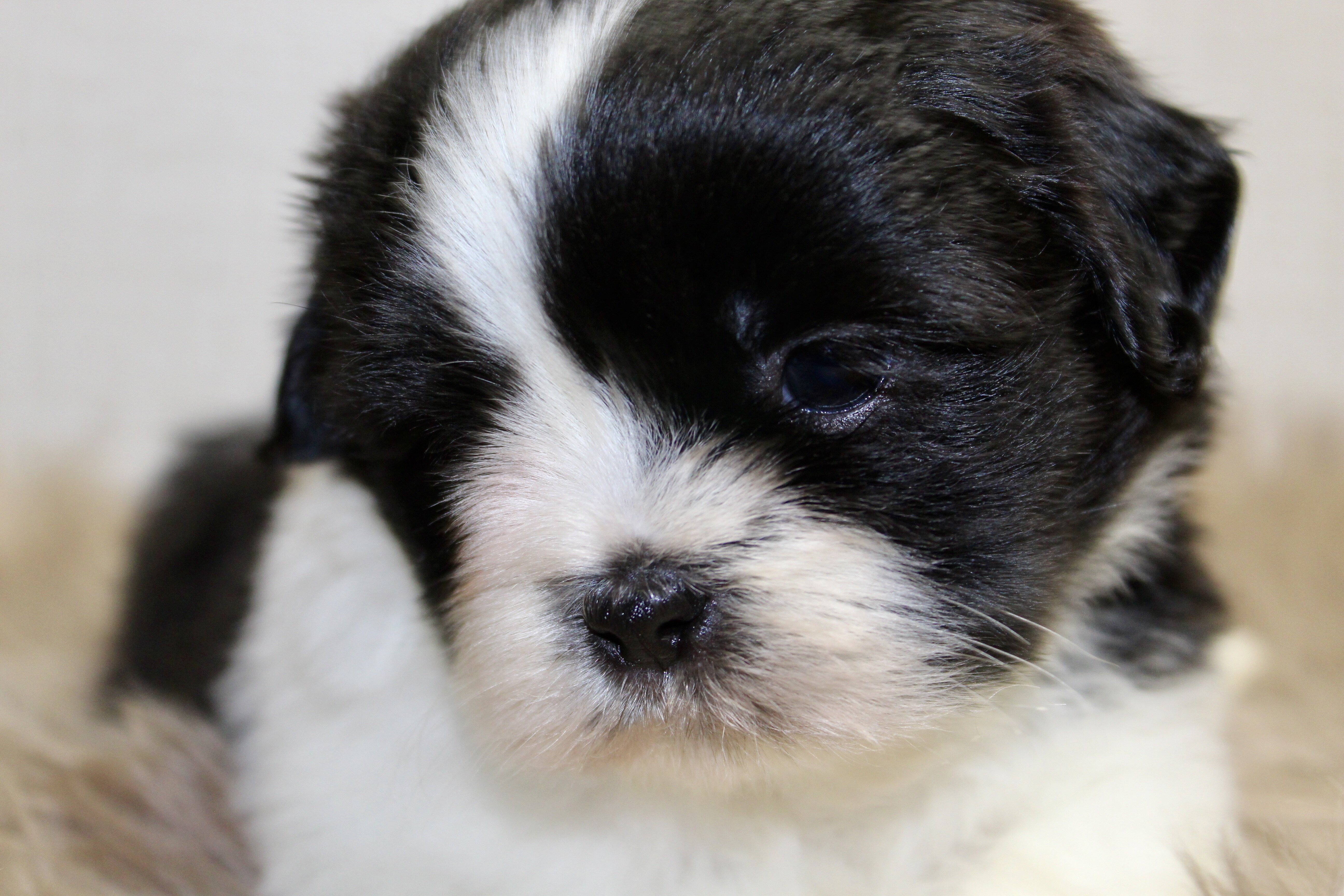 Home Bred Puppies For Sale image 5