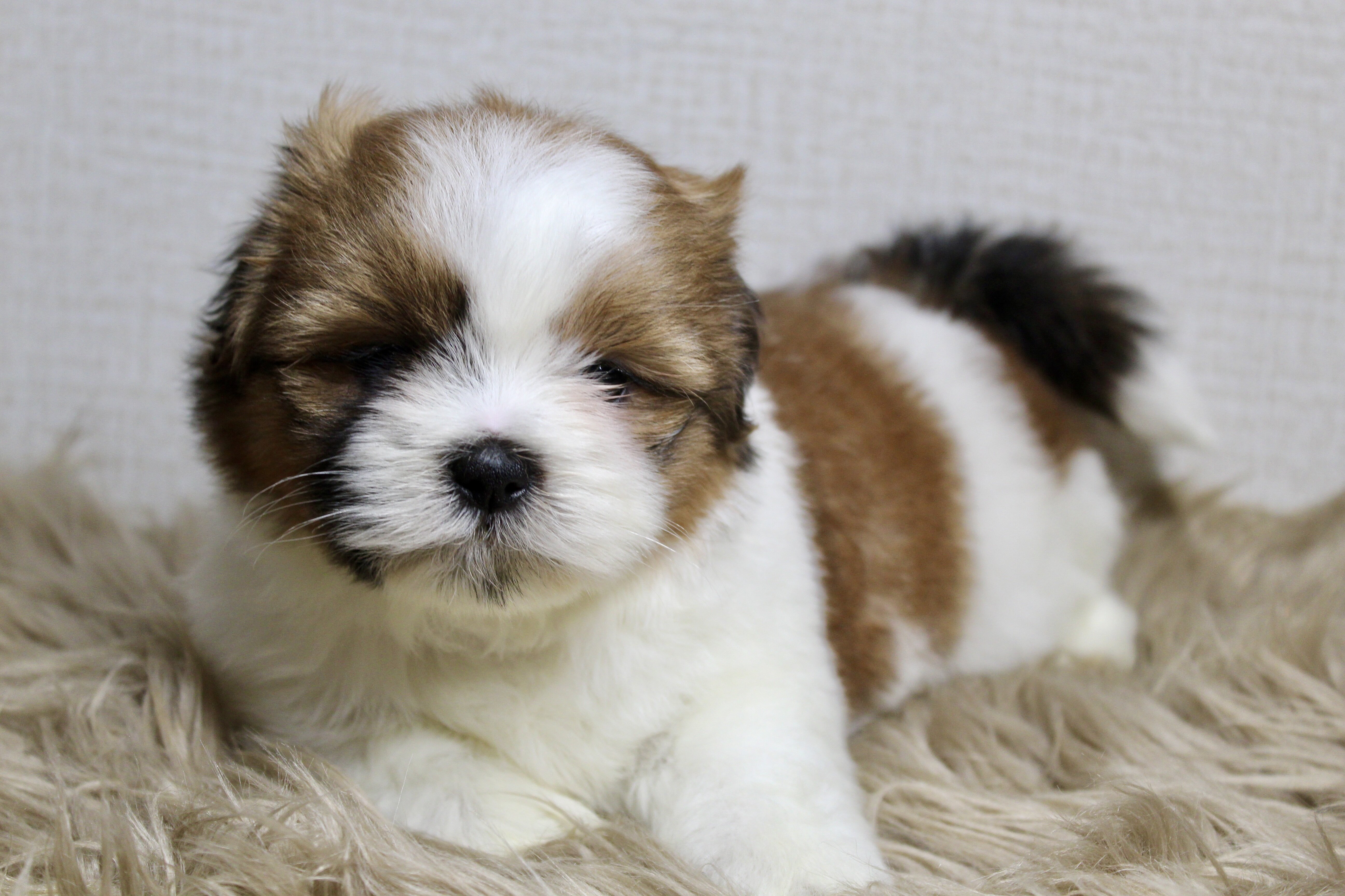 Home Bred Puppies For Sale image 4