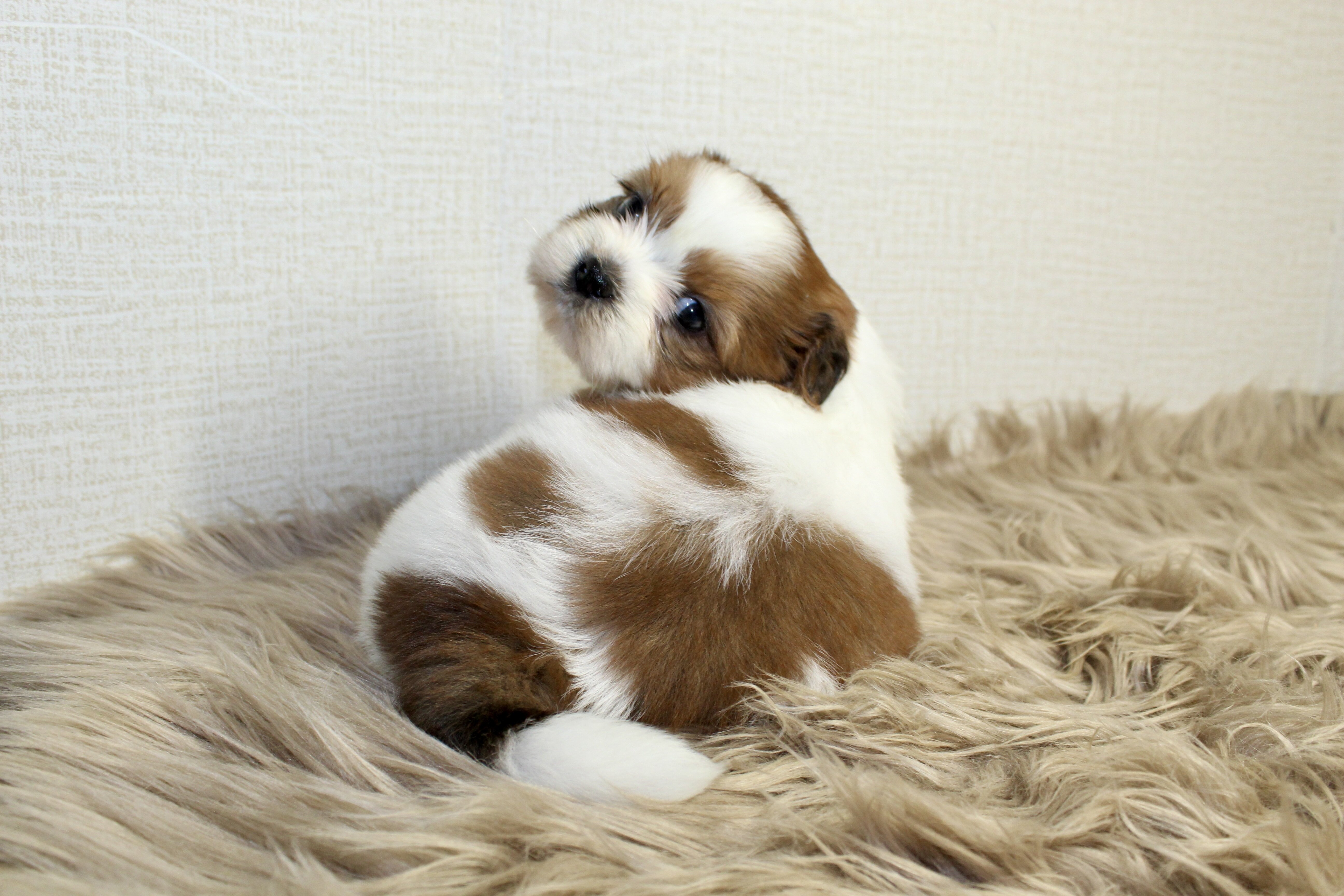 Home Bred Puppies For Sale image 3