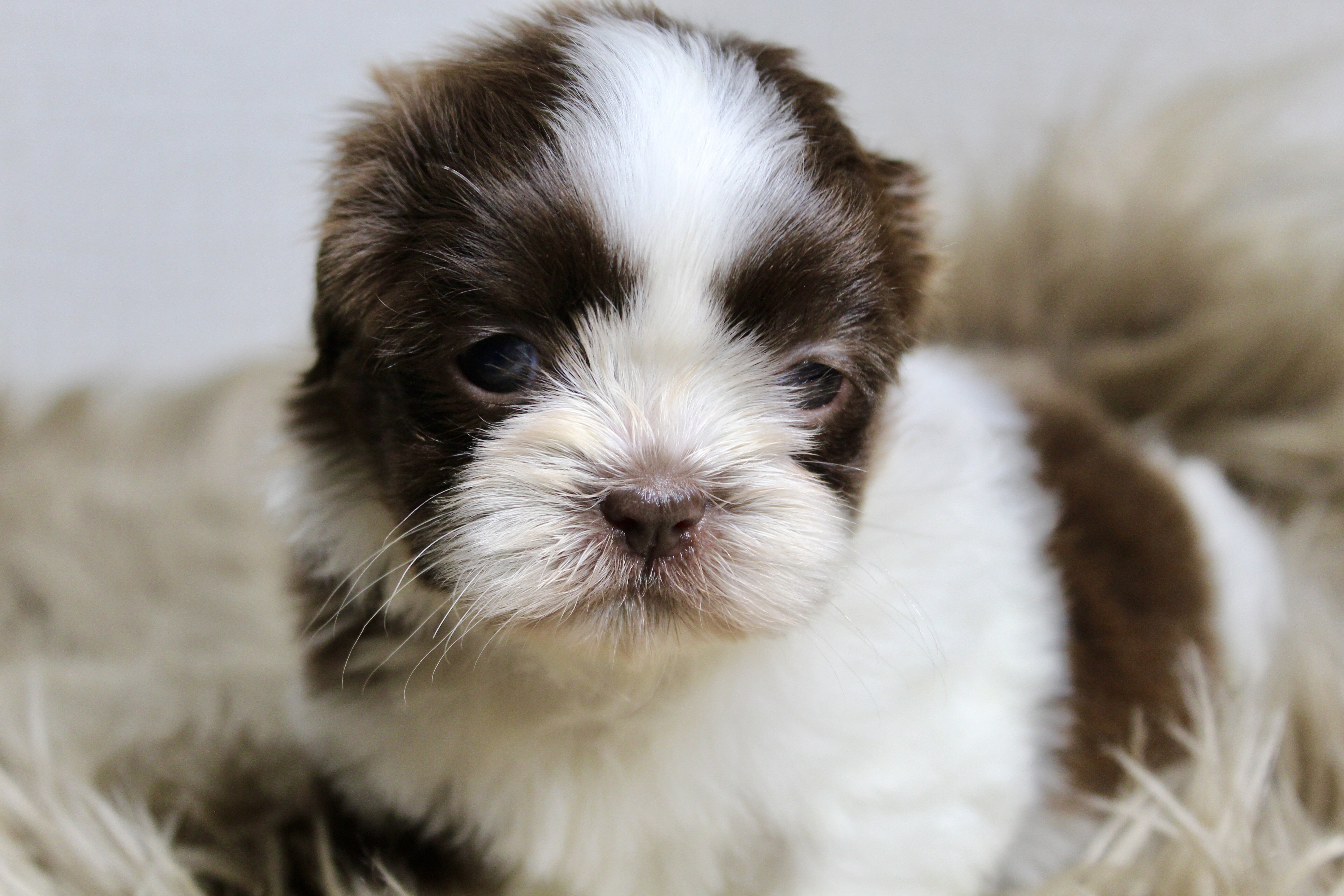 Home Bred Puppies For Sale image 2