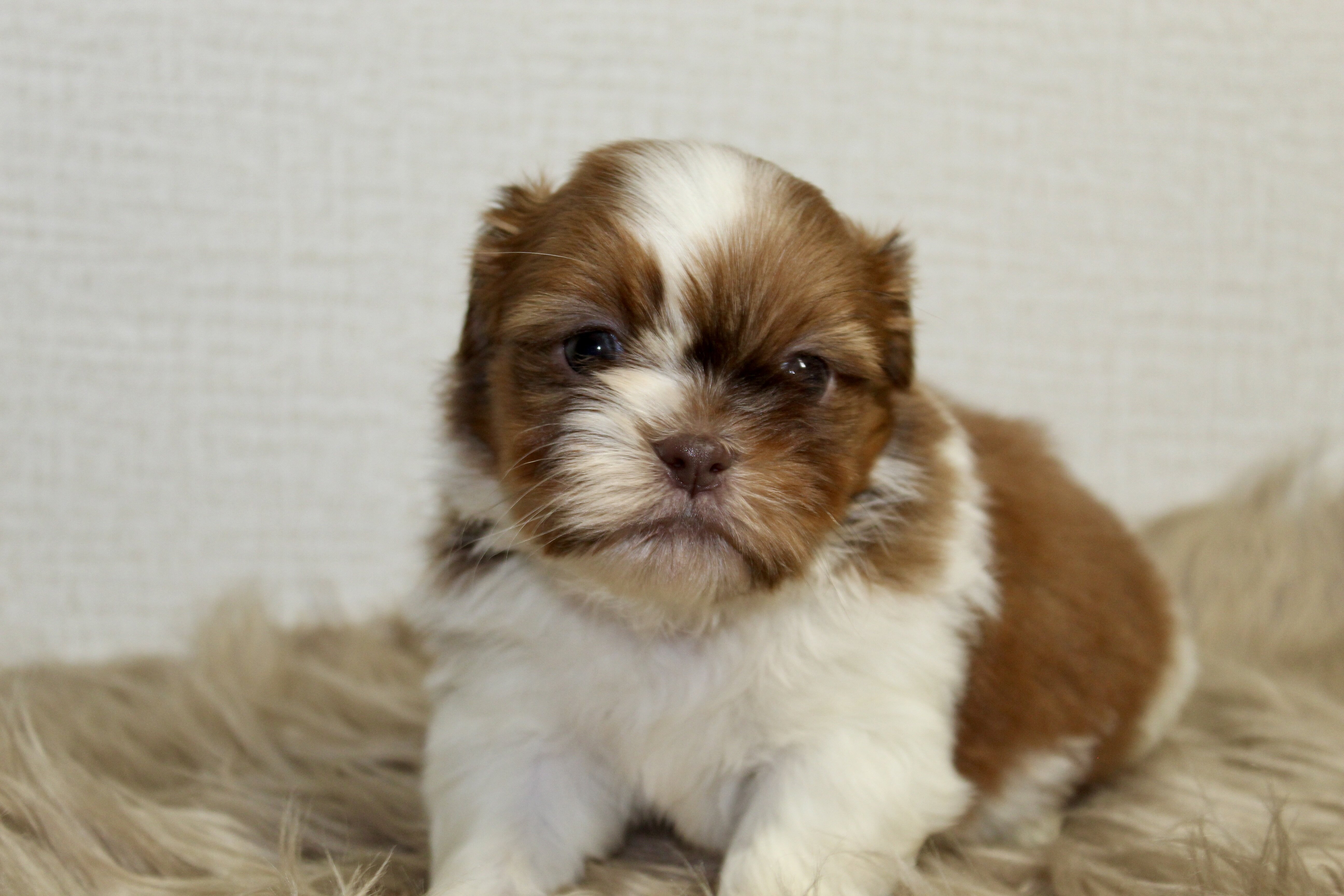 Home Bred Puppies For Sale image 1