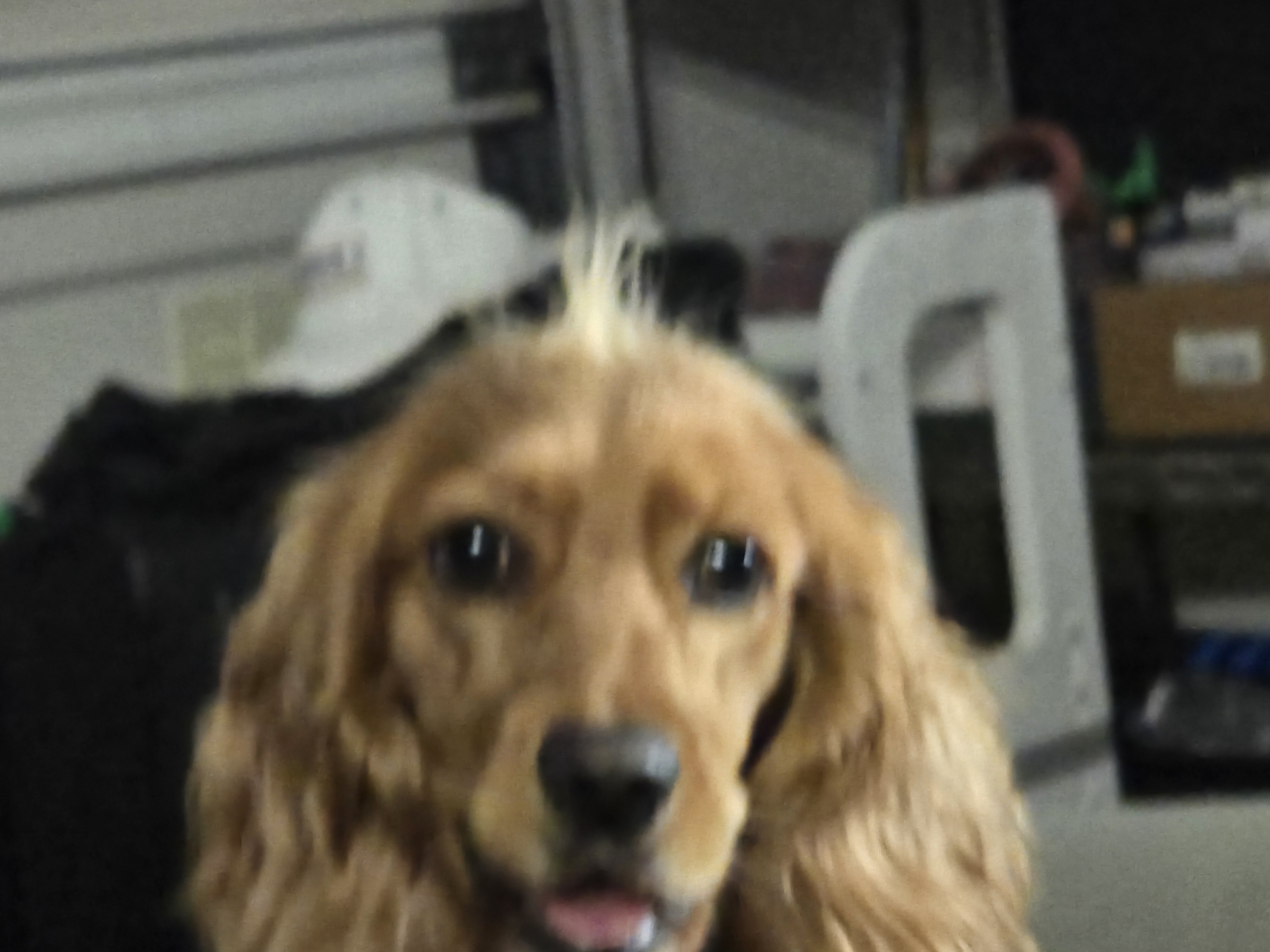 1.5 yr old female cockerspaniel image 1