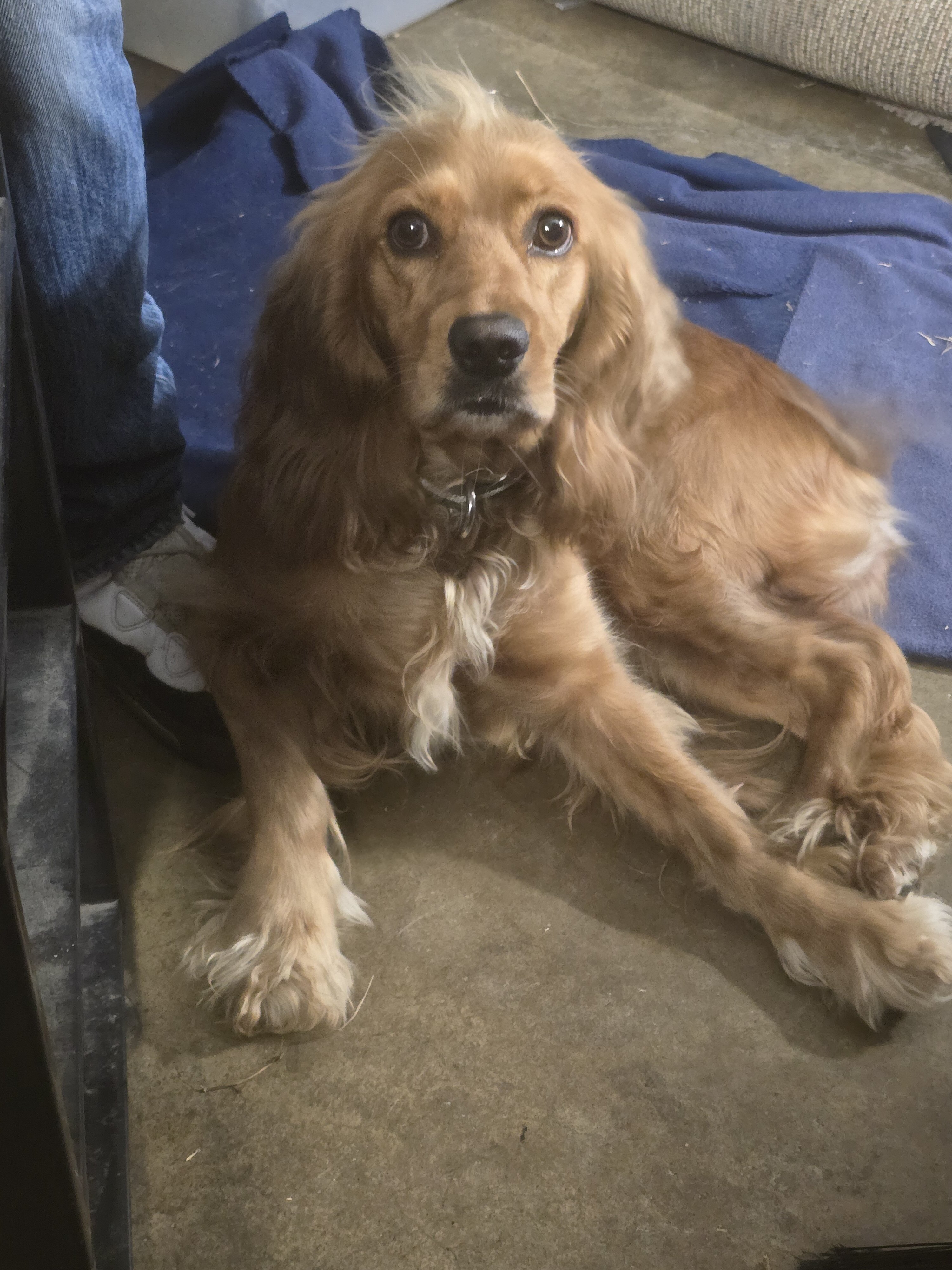 1.5 yr old female cockerspaniel image 2